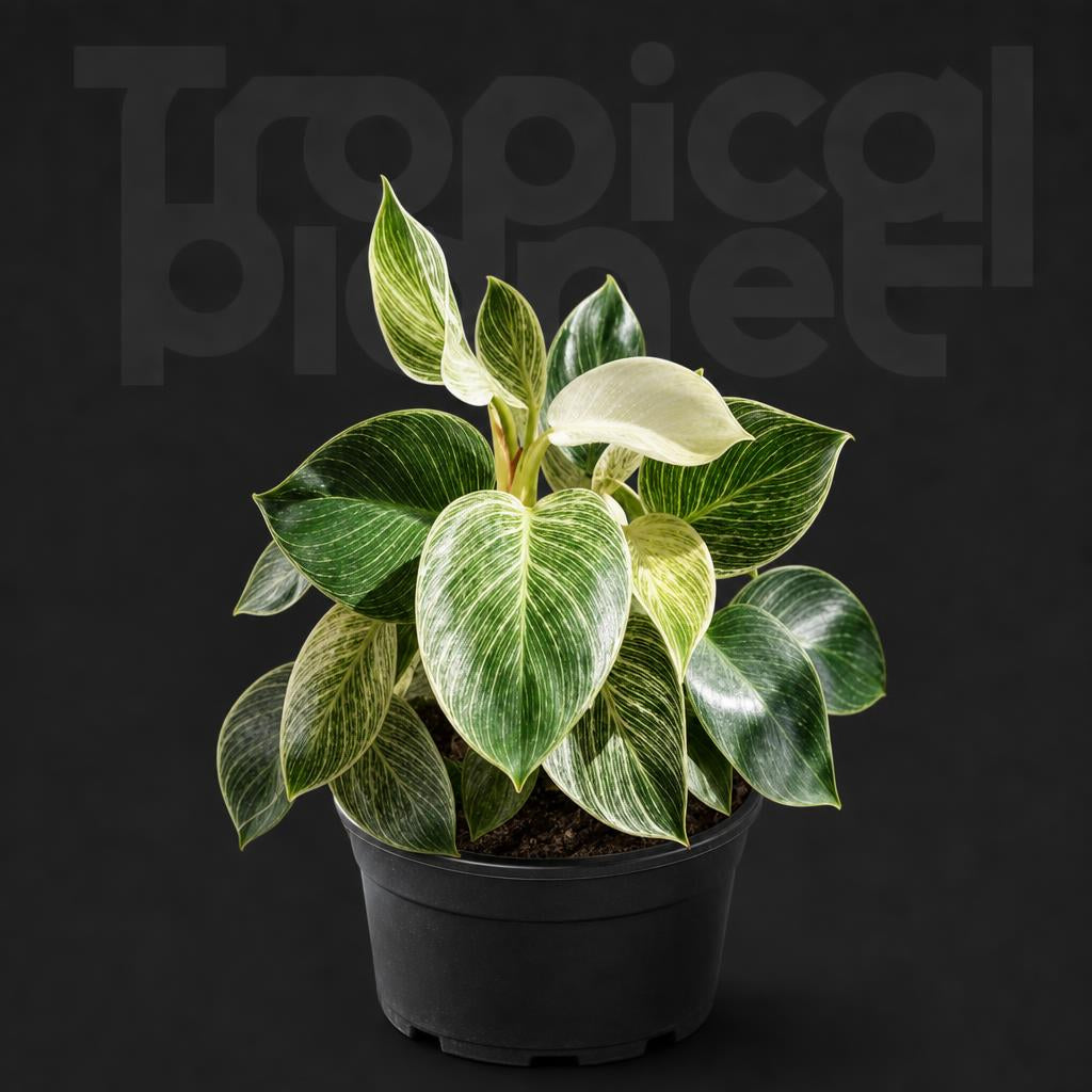 Philodendron Birkin