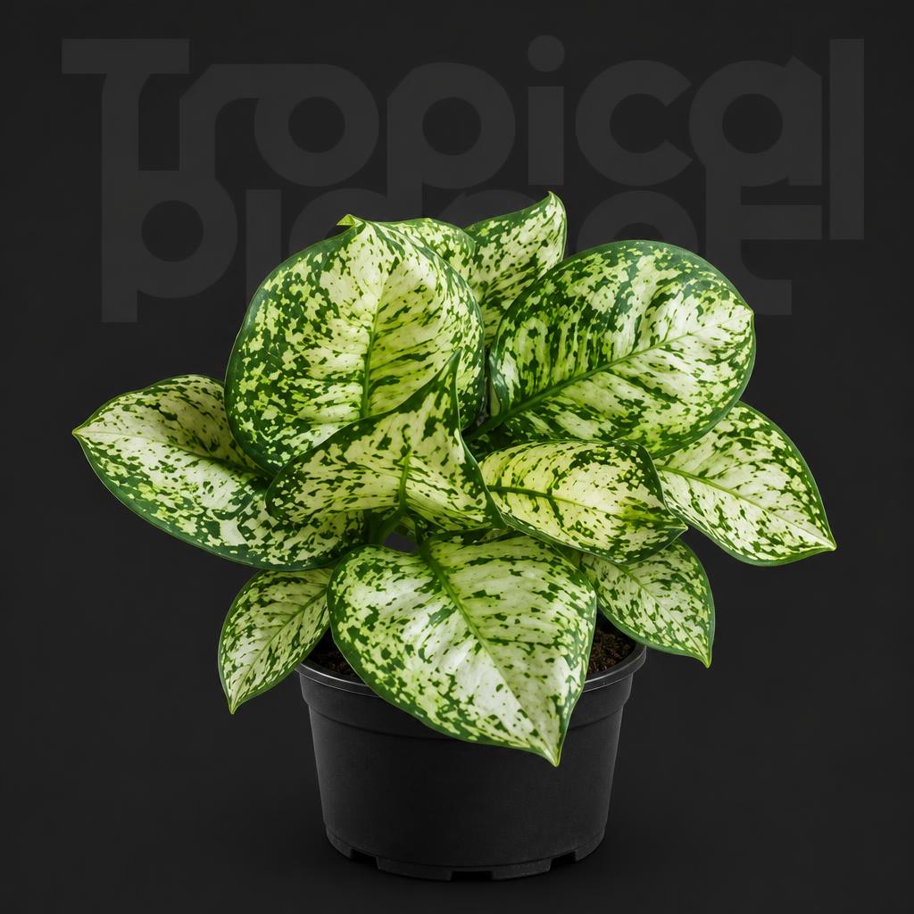 Aglaonema Lemon