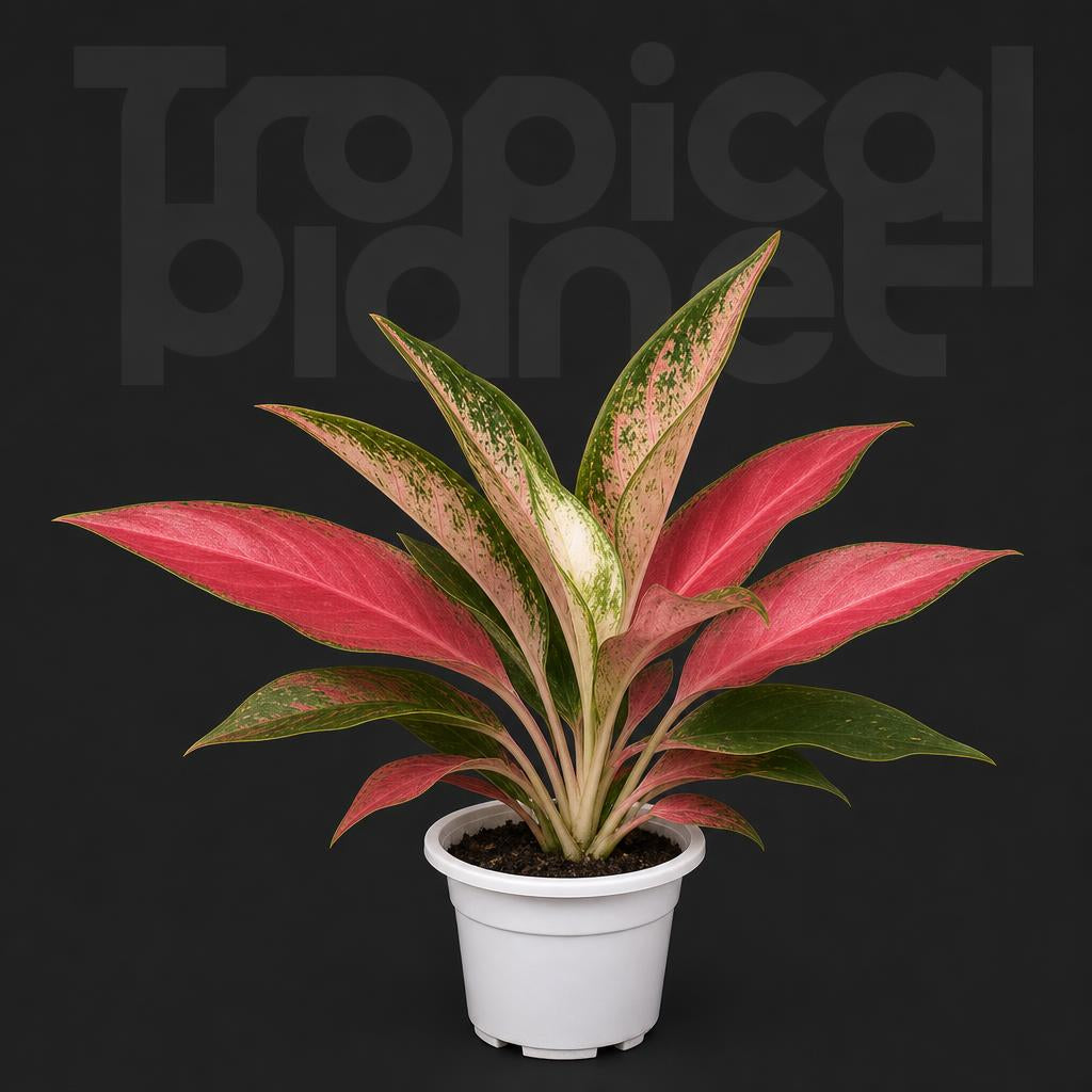 Aglaonema China Red