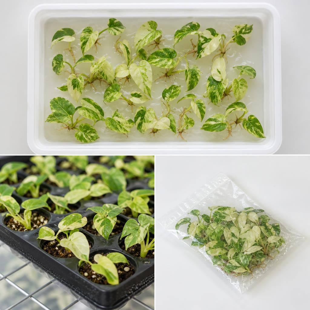 Philodendron 'Snowdrift' - tissue culture seedling scene 1