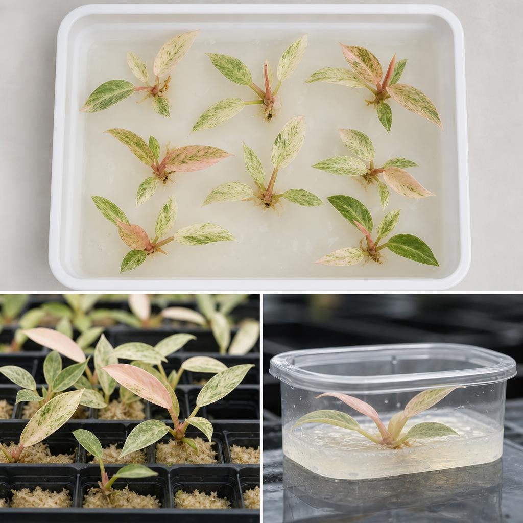 Philodendron 'Strawberry Caeaner' 'Variegata' - tissue culture seedling scene 2