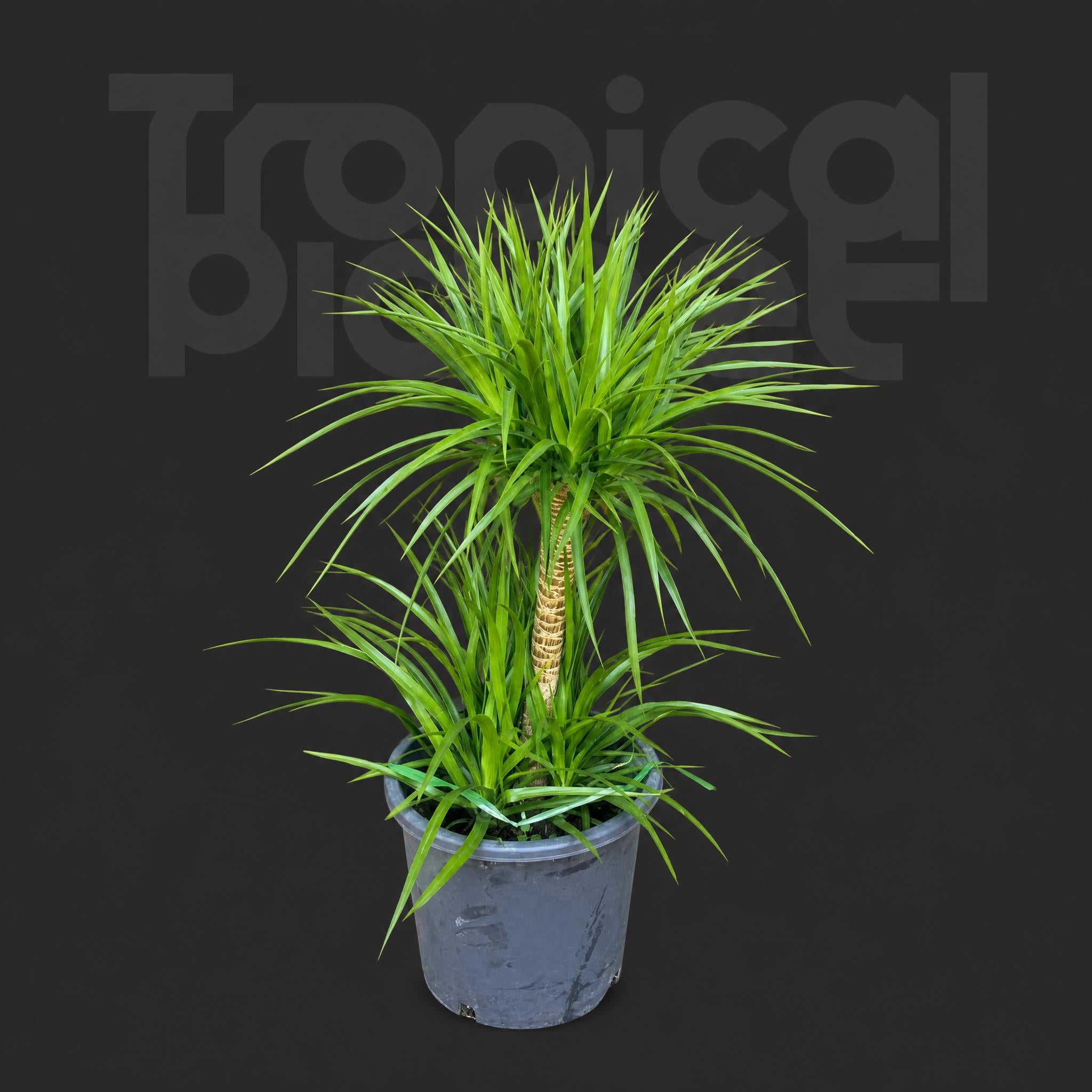 Super Dracaena