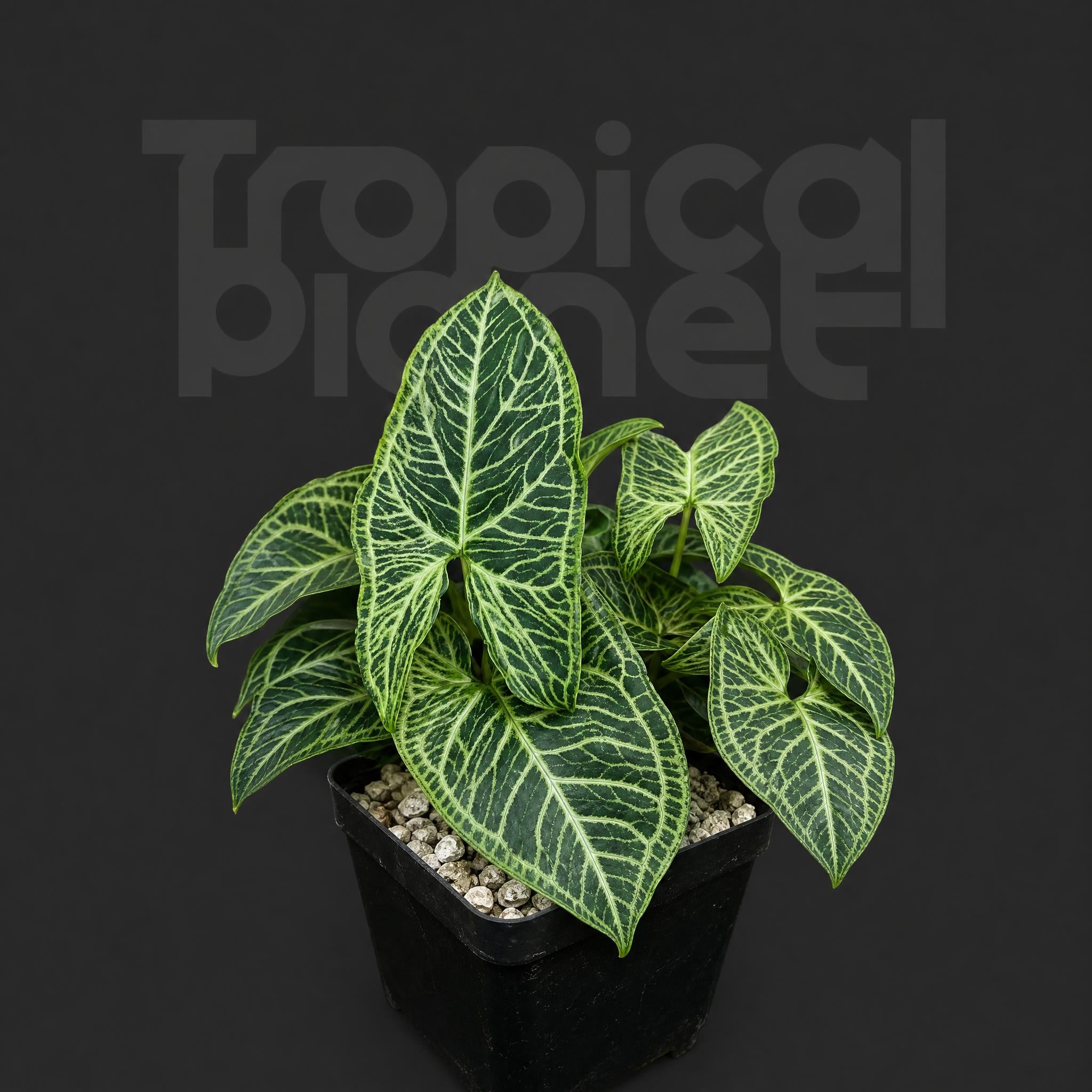 Syngonium 'Batik'