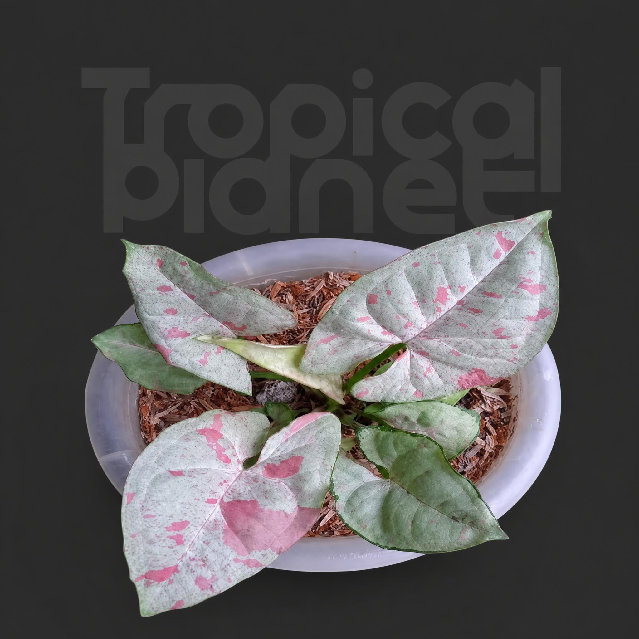Syngonium 'Milk Confetti'