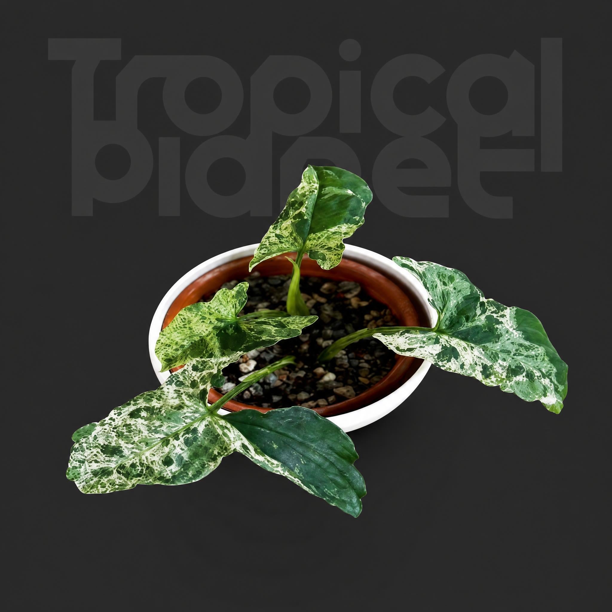Syngonium 'Mojito'