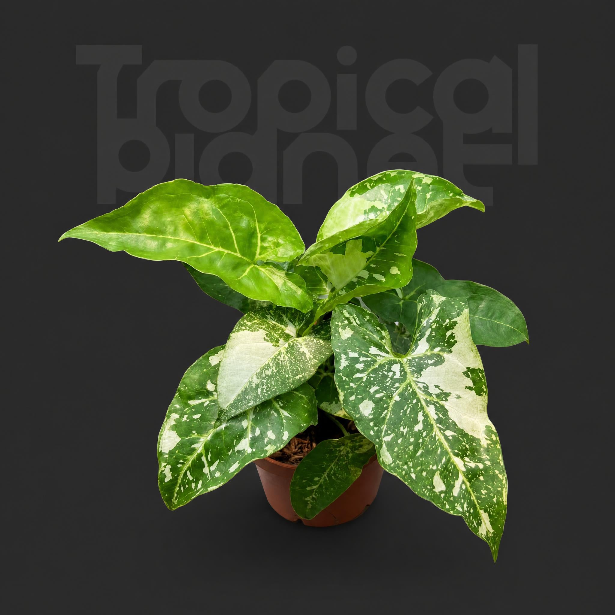 Syngonium podophyllum 'Panda'