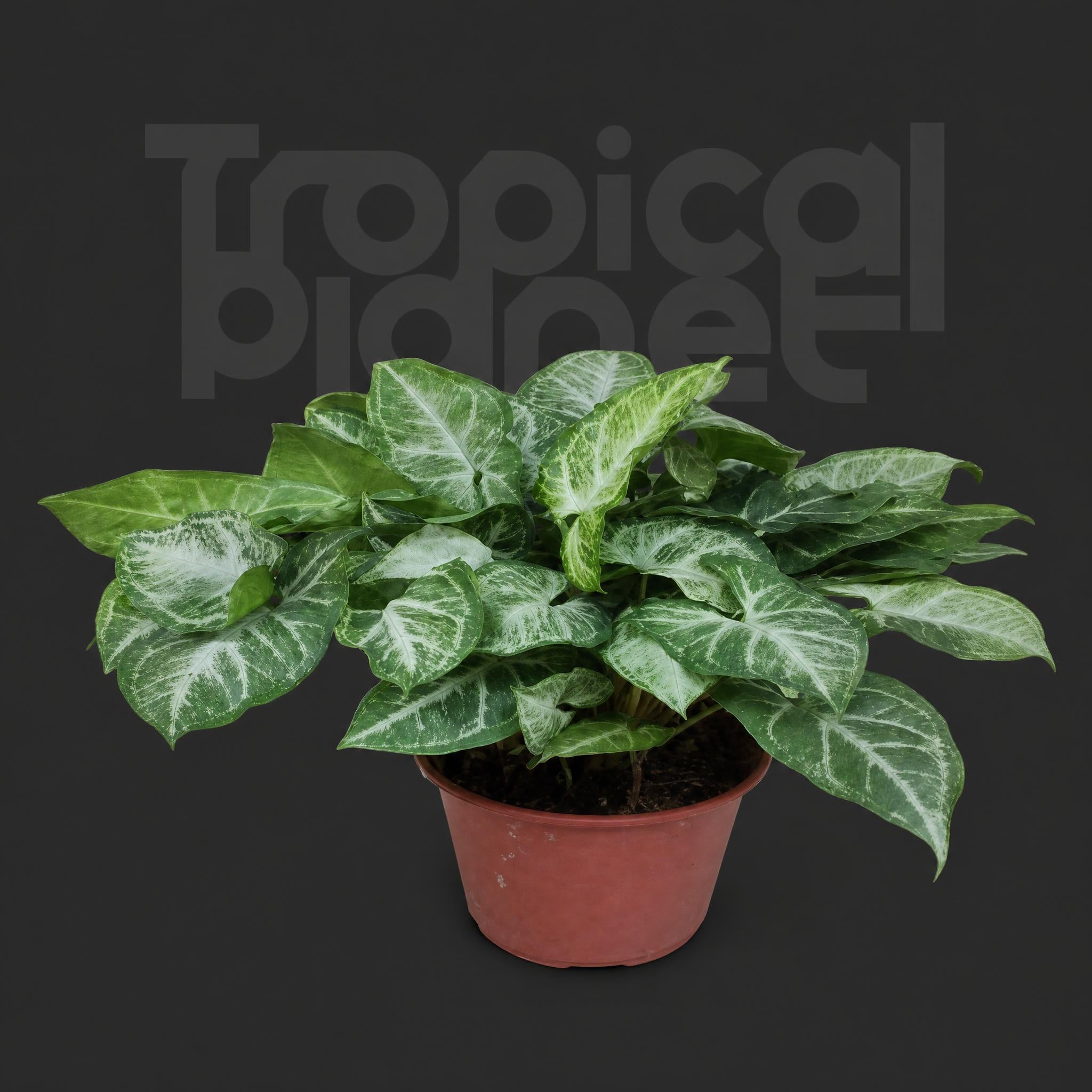 Syngonium podophyllum 'Pixie'