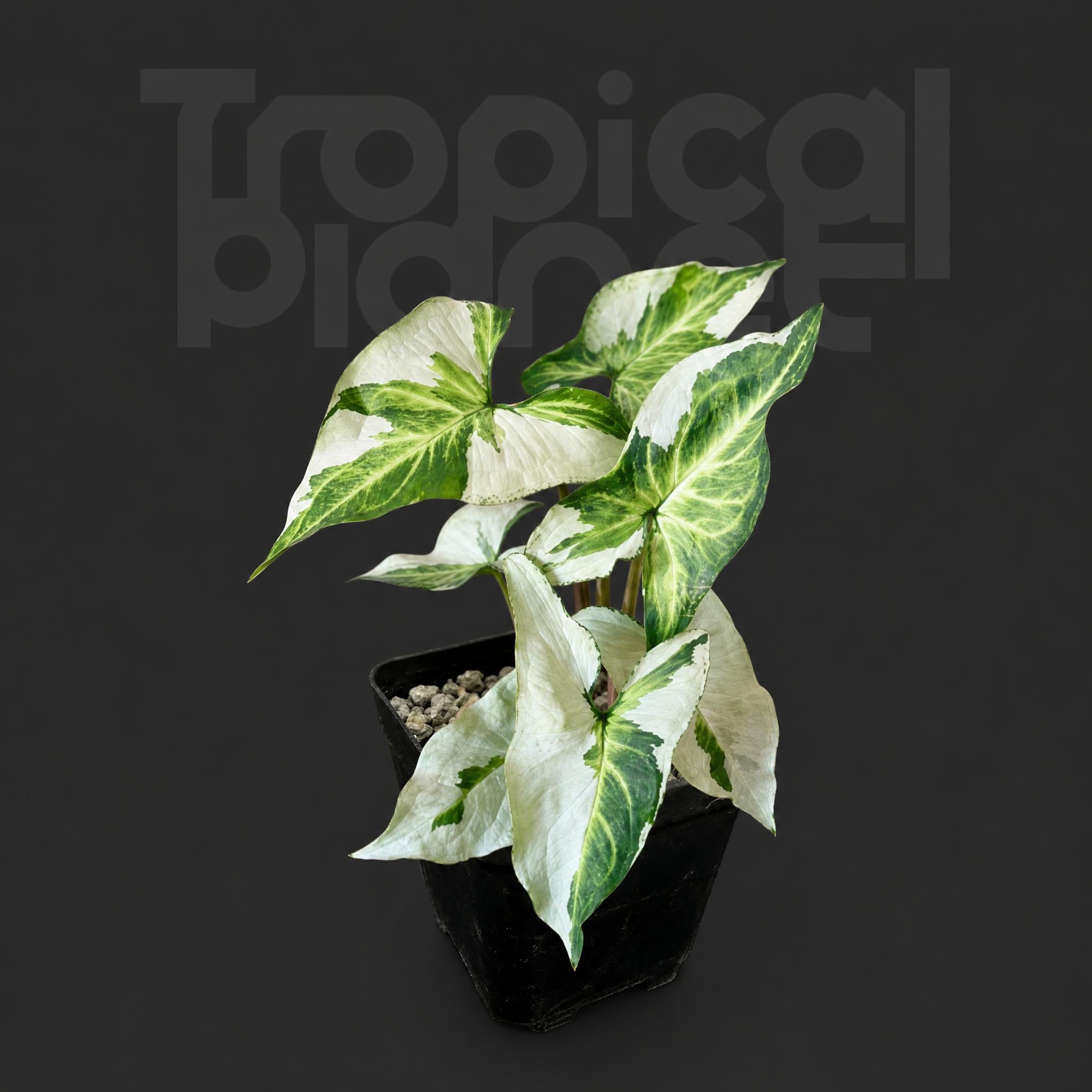 Syngonium 'Three Kings'