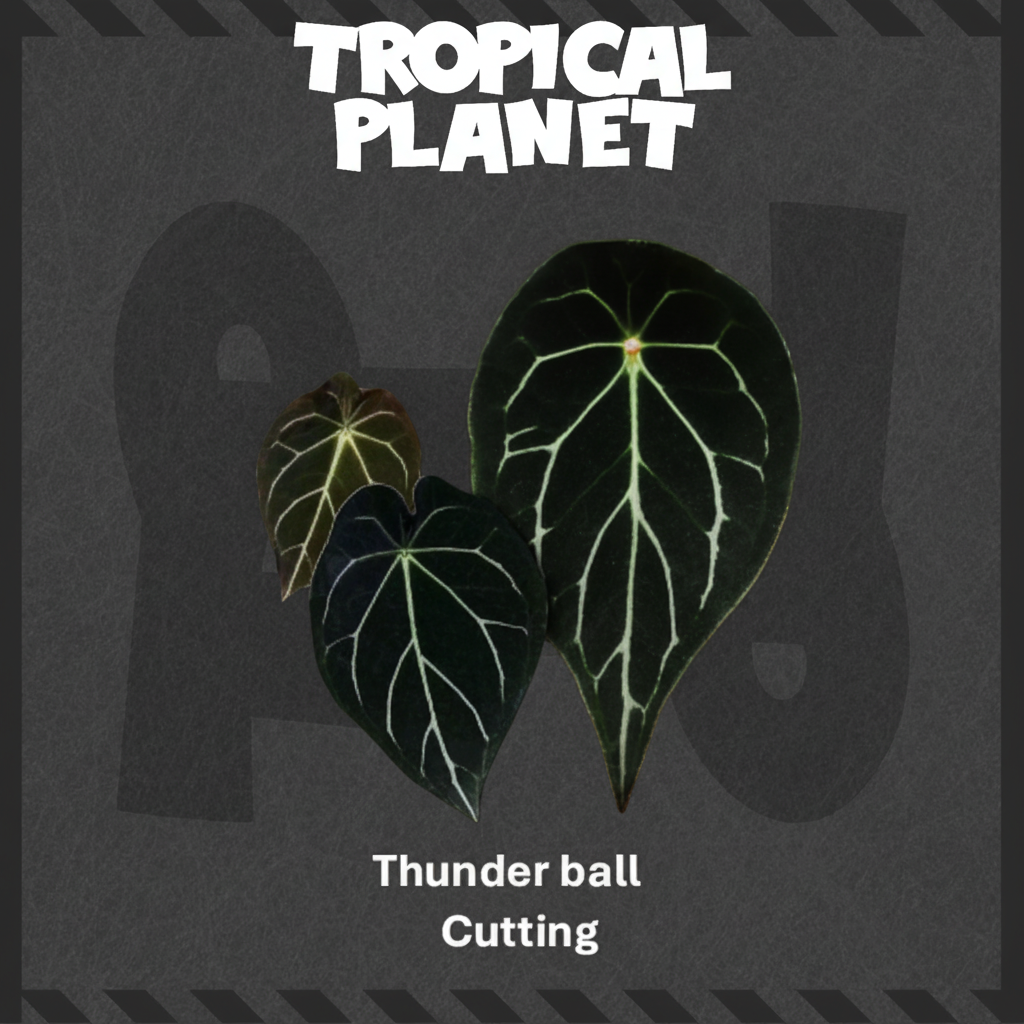 保持图一背景不变的 Thunder ball Cutting 合成图