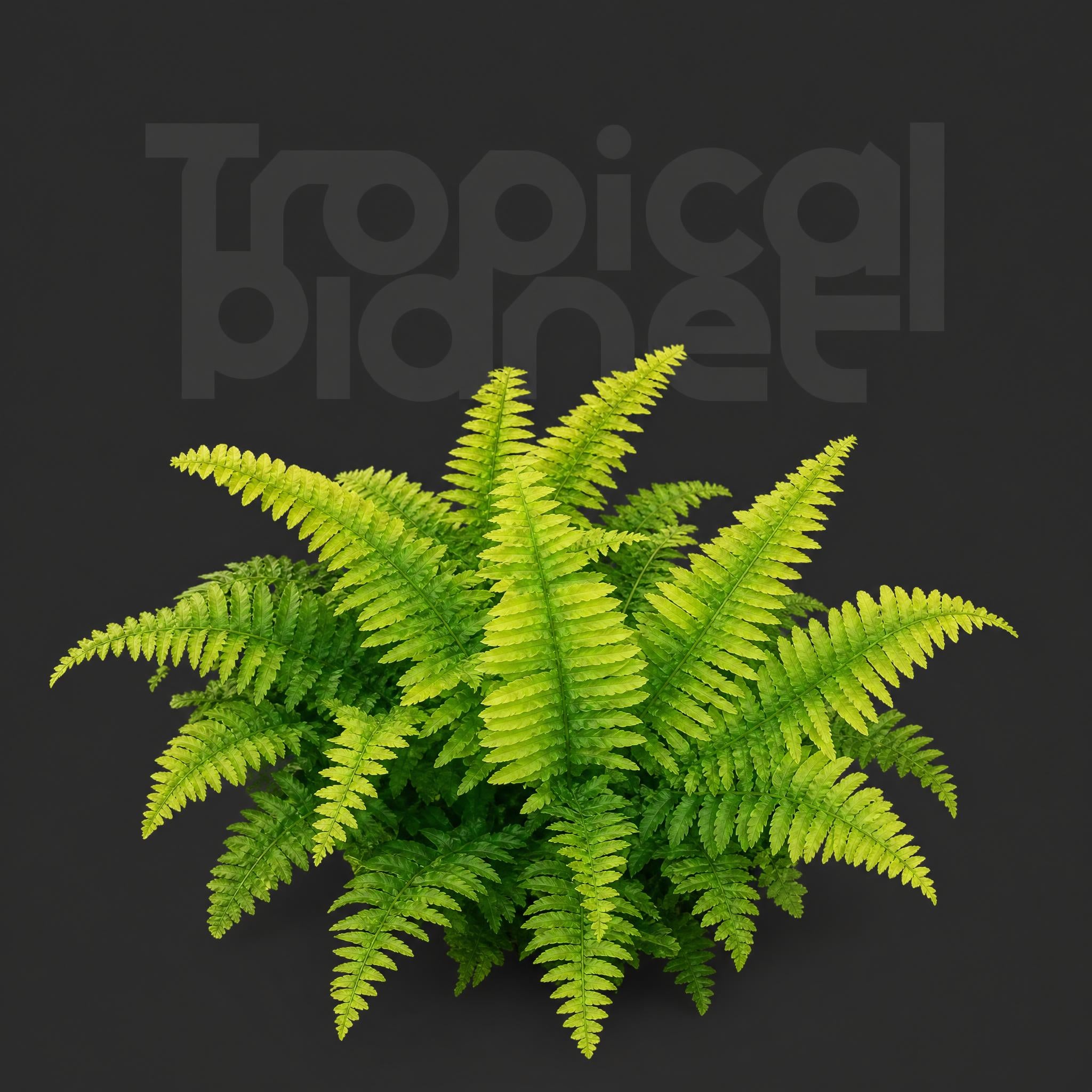 Tiger spot fern