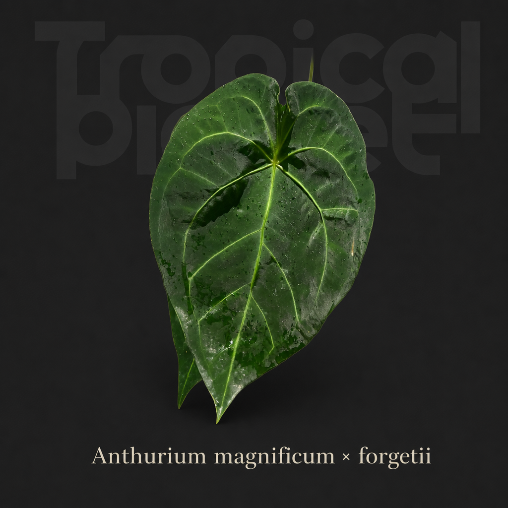 Anthurium magnificum × forgetii