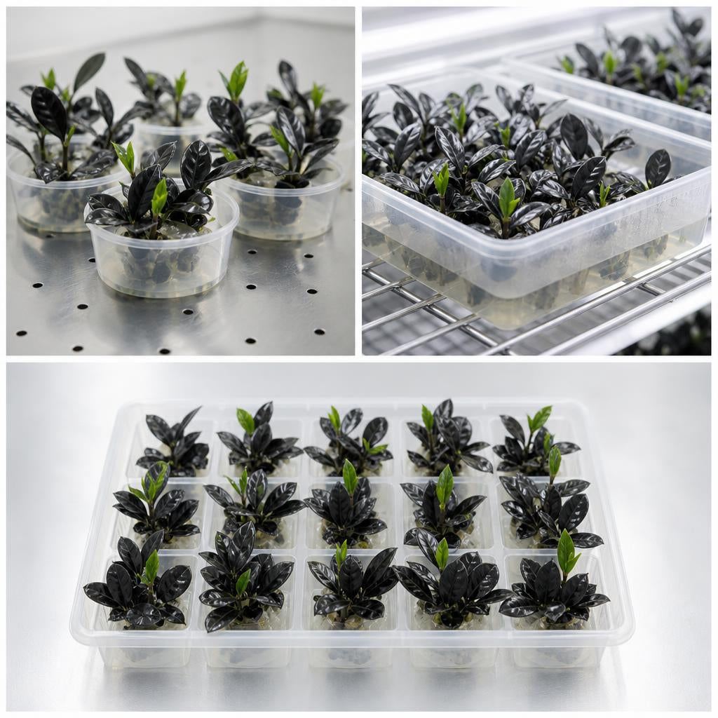 Zamioculcas Zamiifolia Raven - tissue culture seedling scene 1