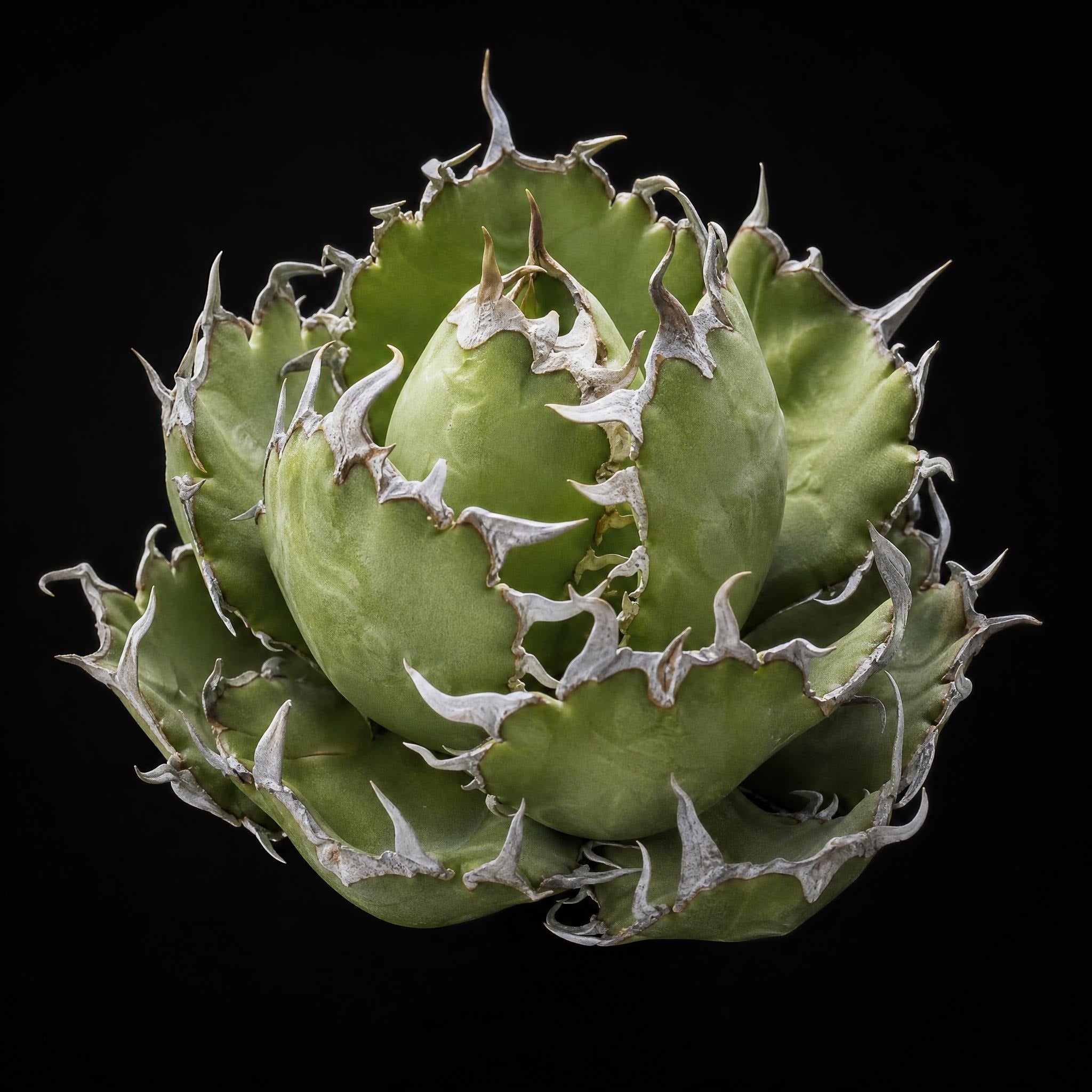 Agave