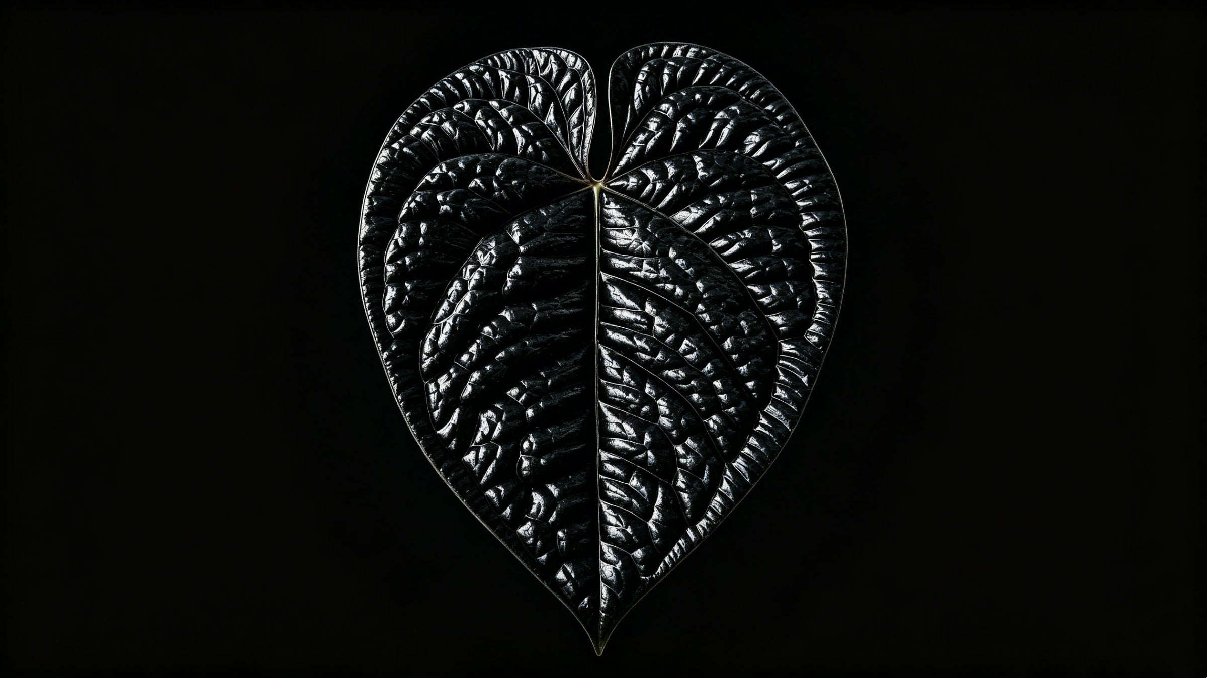 Seedling Anthurium
