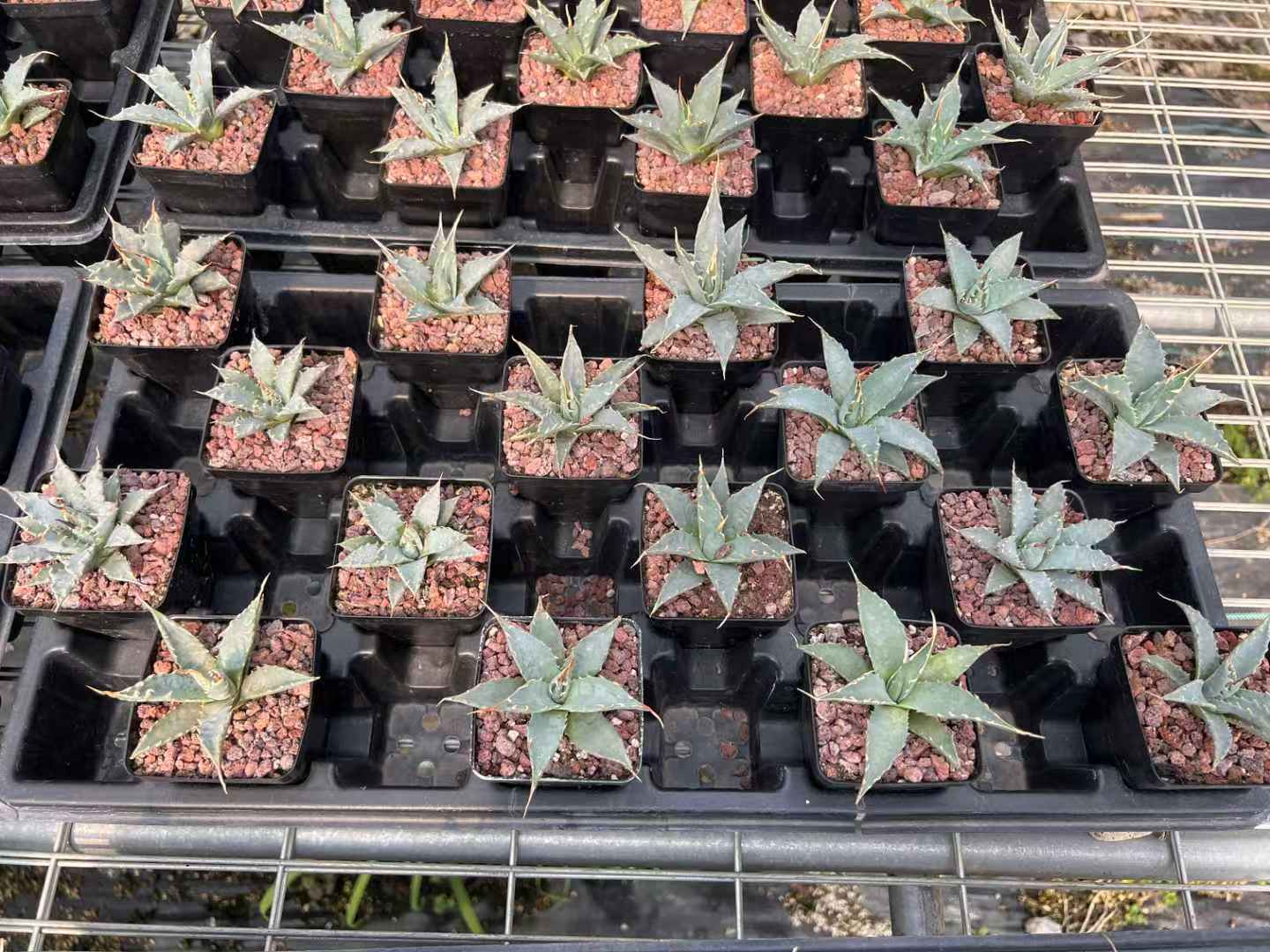 Agave collection cover