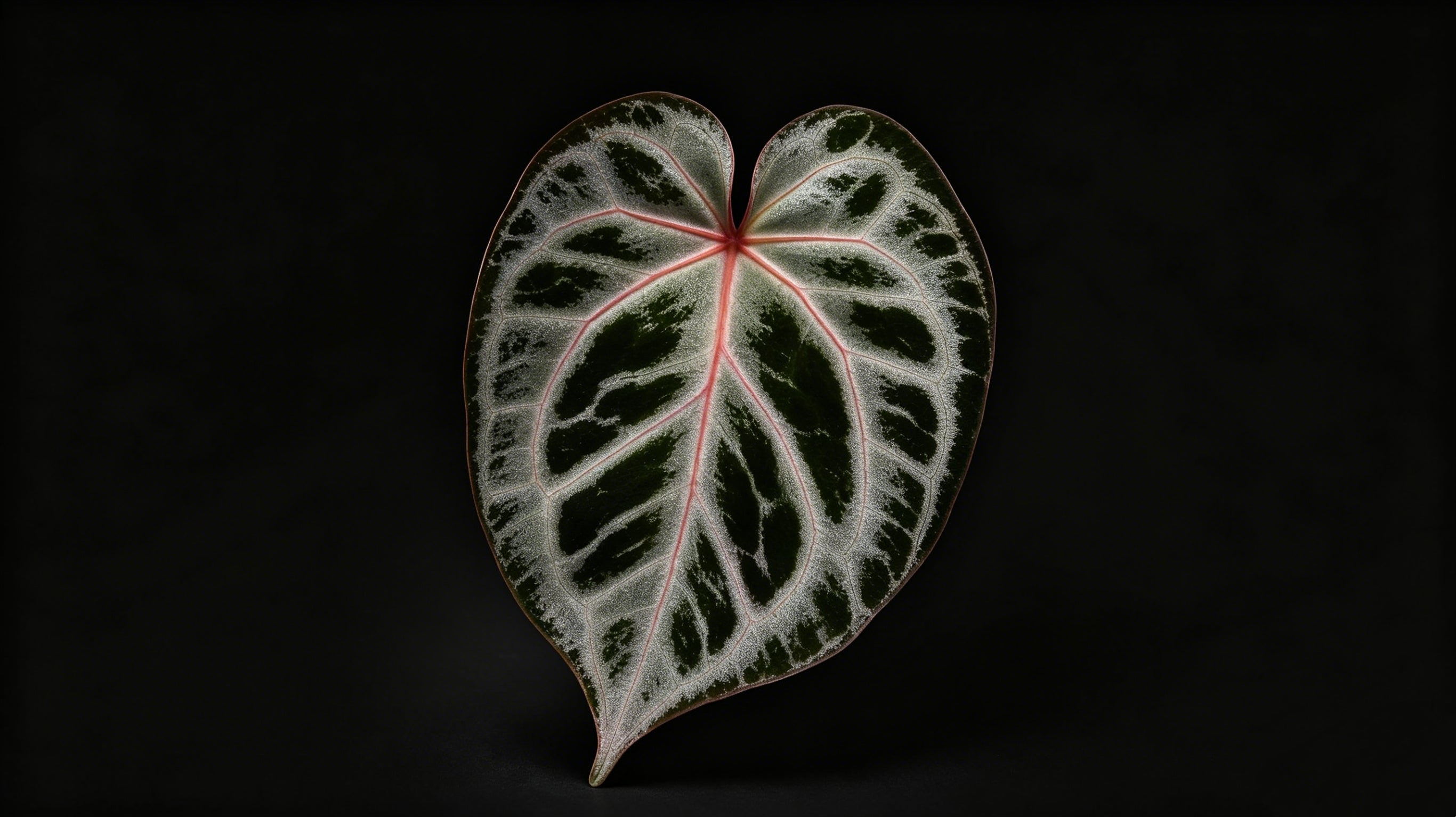 TC Anthurium