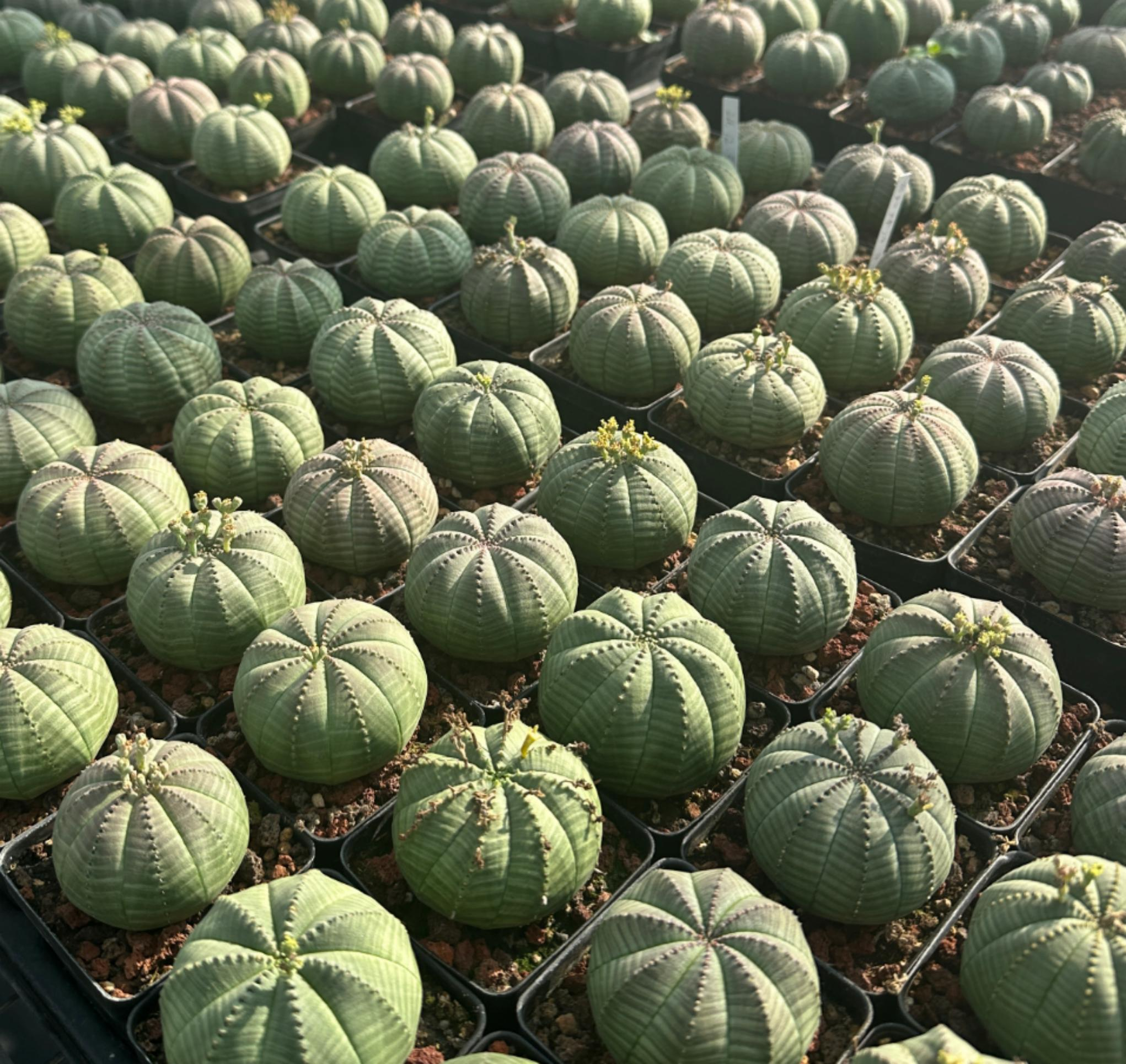 Euphorbia collection cover