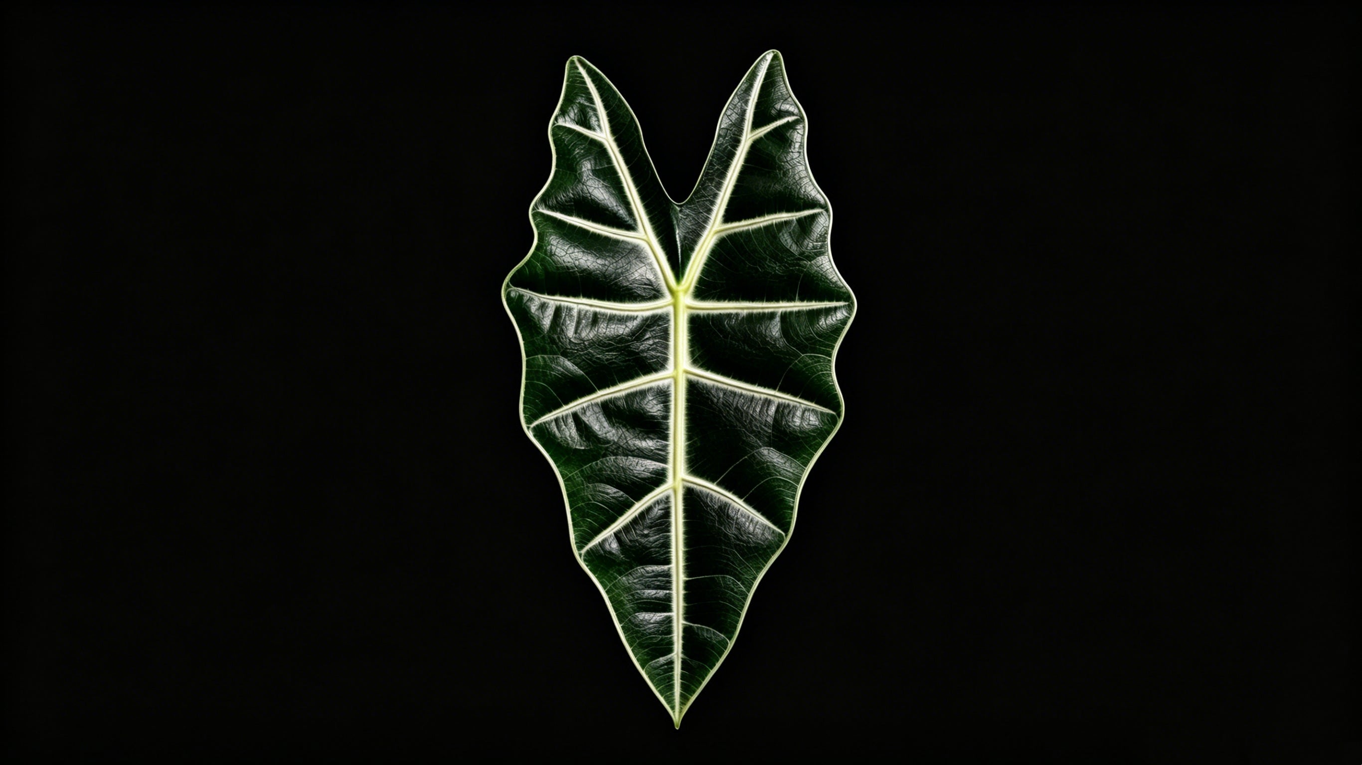 Alocasia