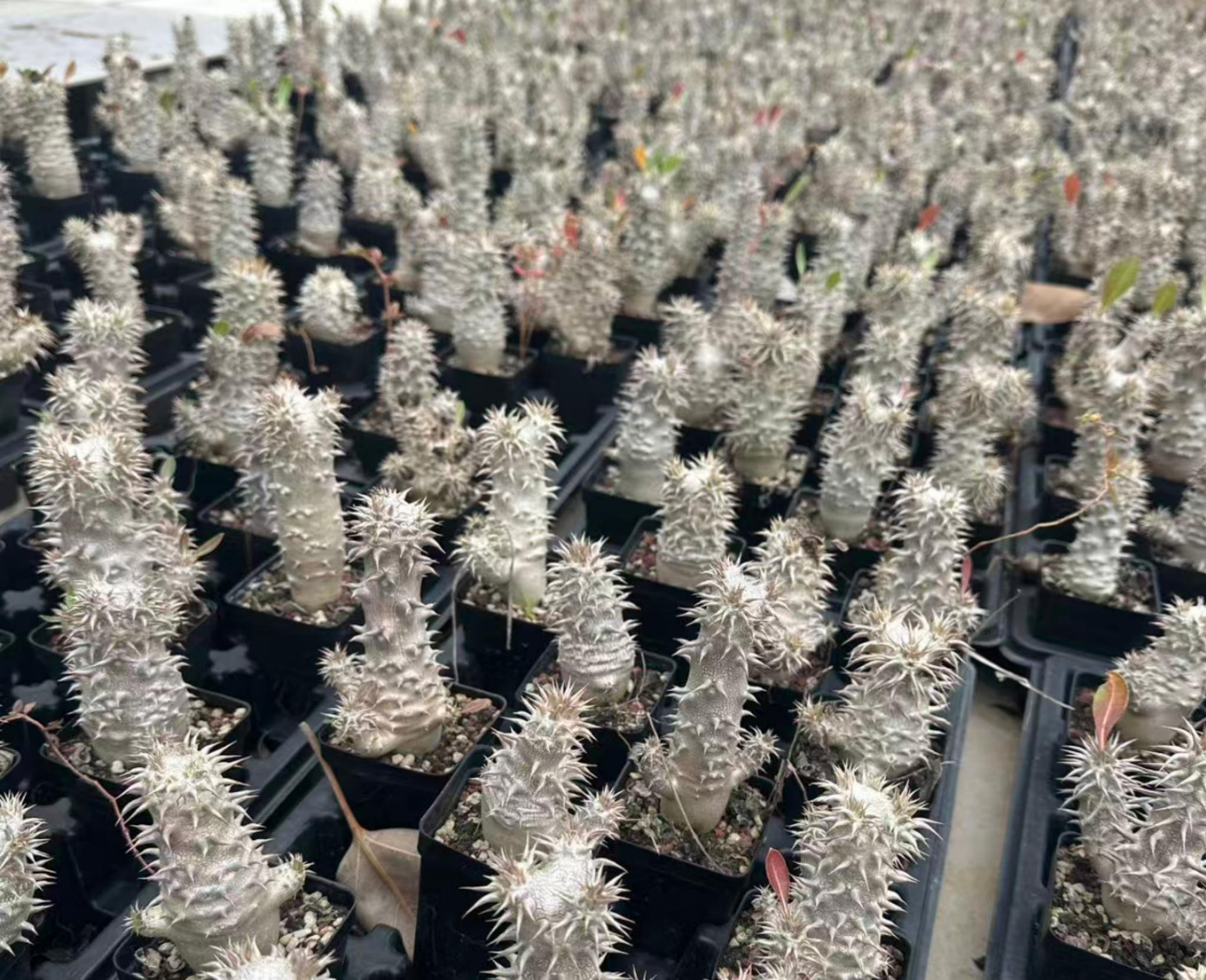 Pachypodium collection cover