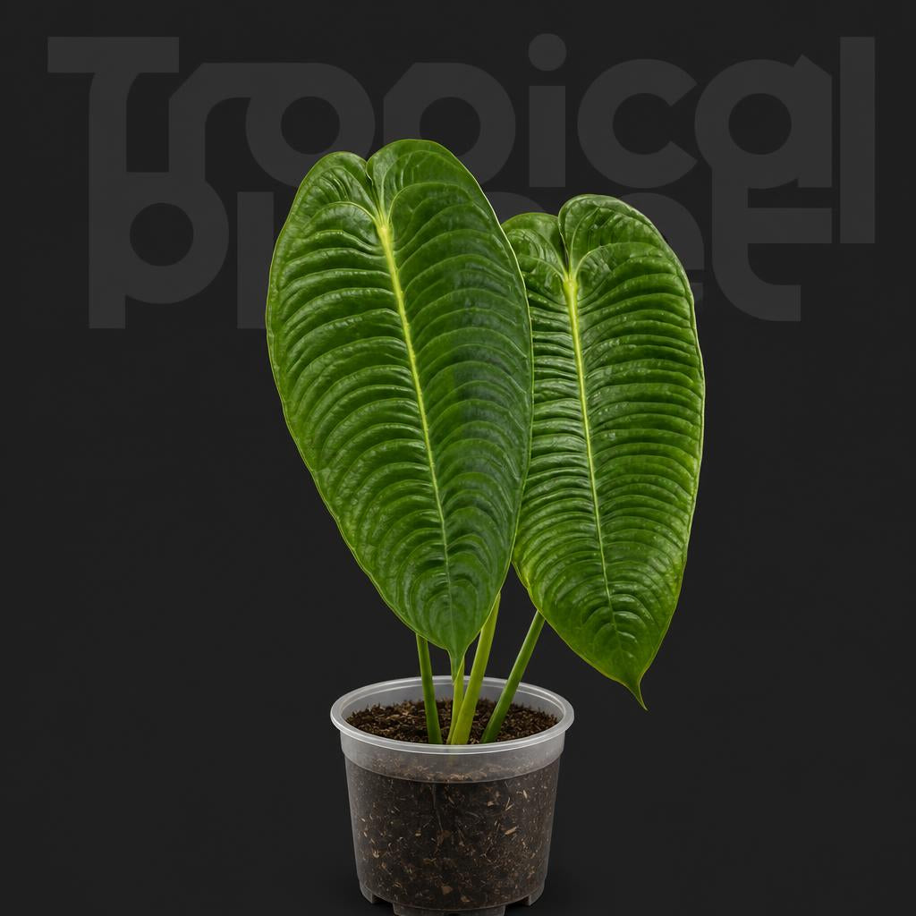 Anthurium veitchii