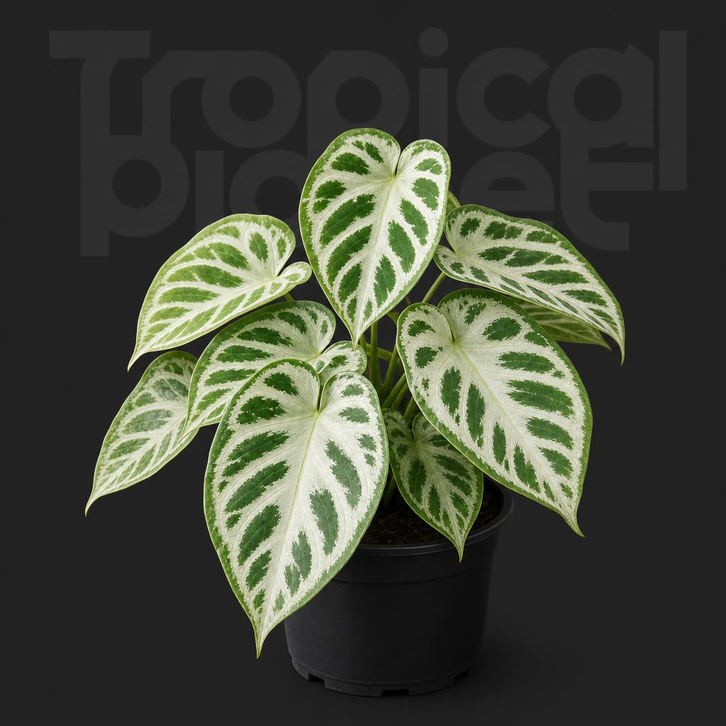 Anthurium Silver blush