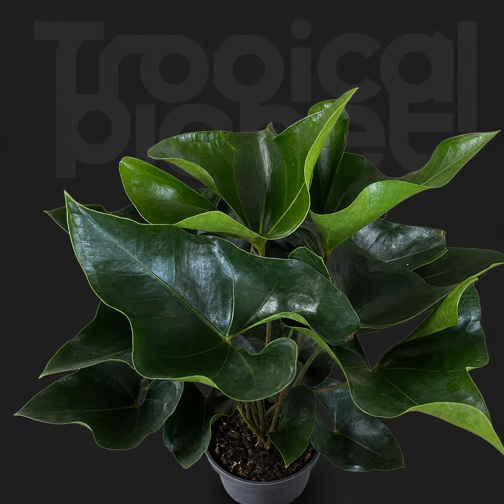Anthurium 'Arrow'