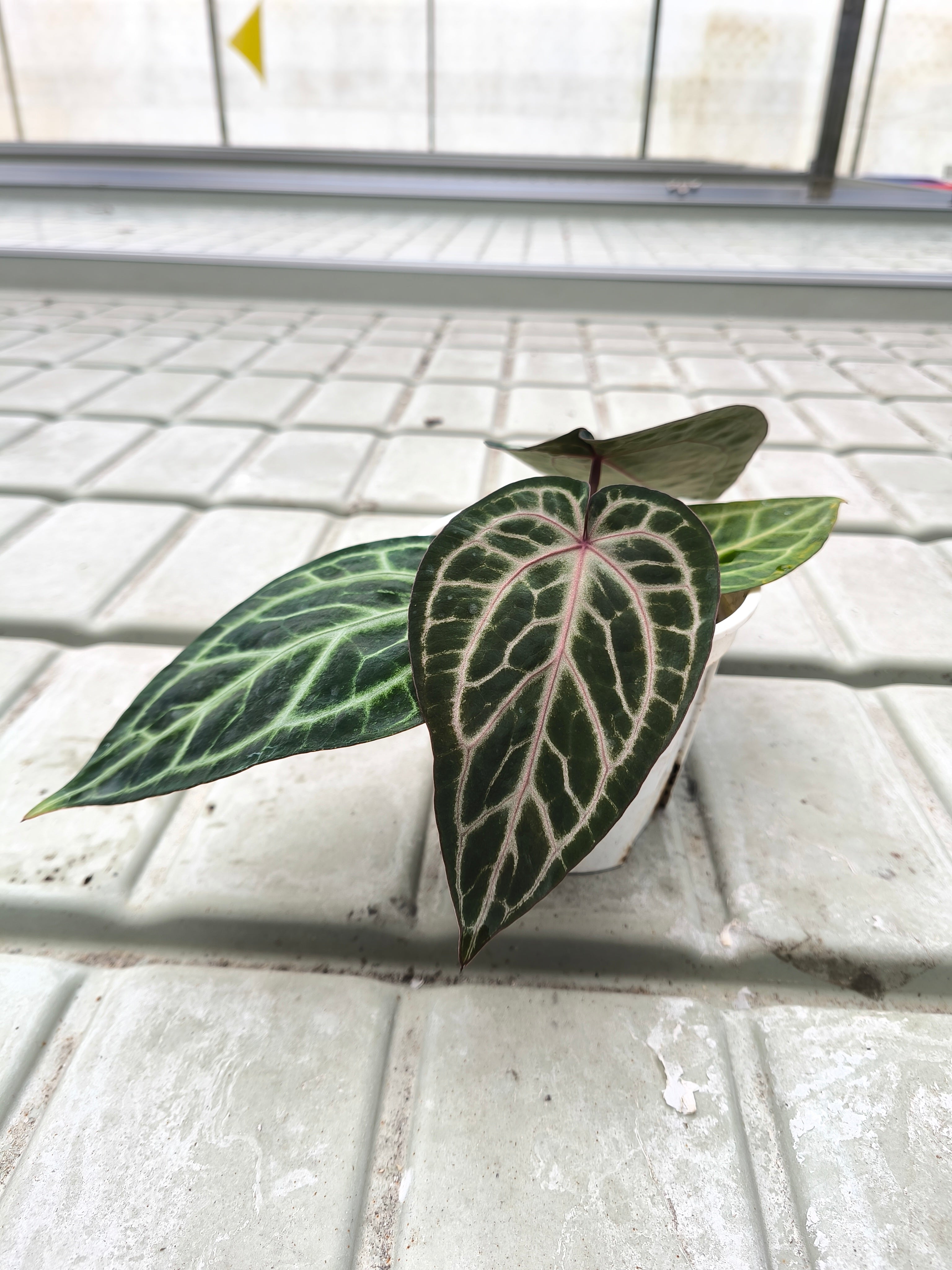 Anthurium 'Witch'F2