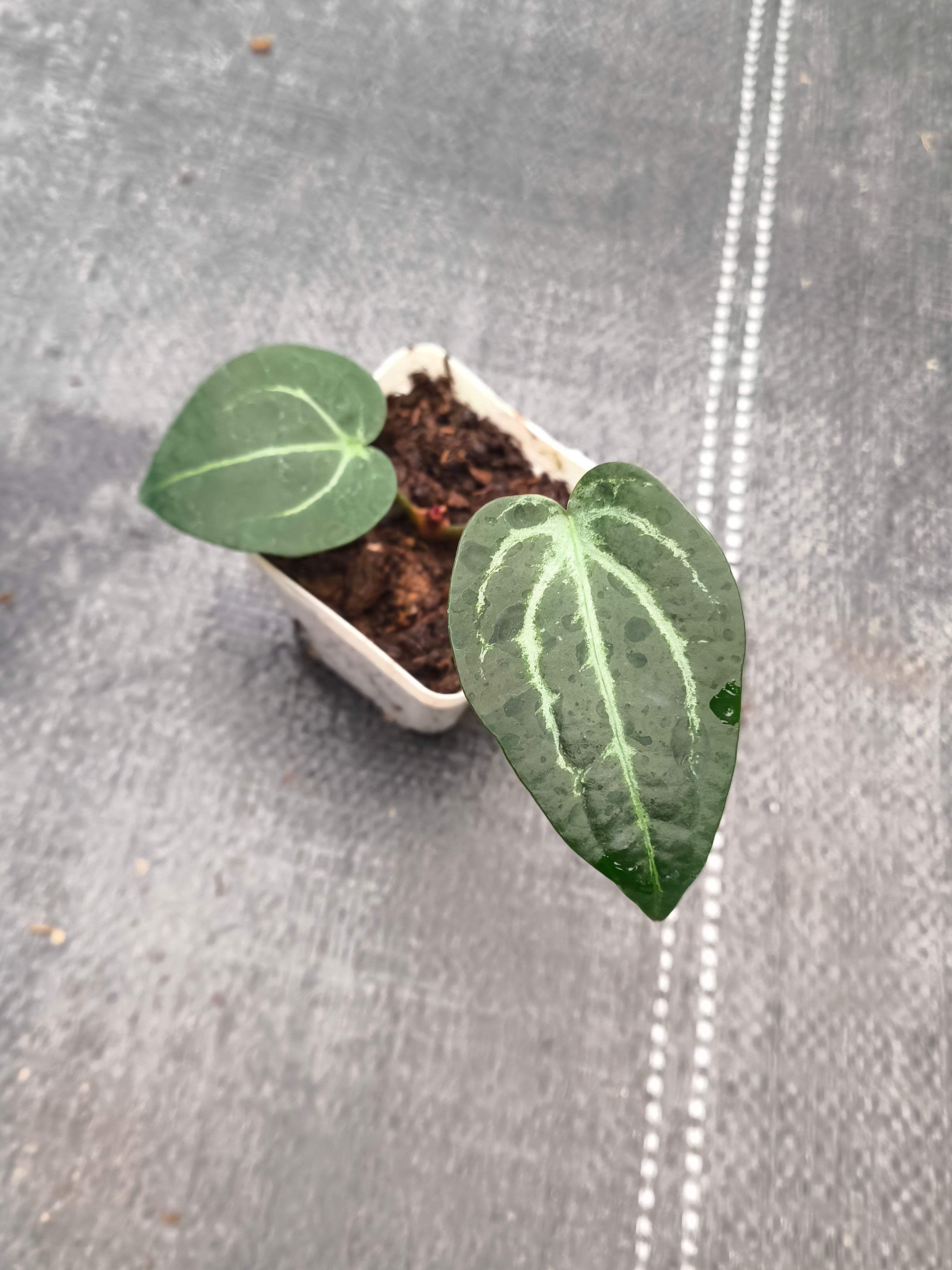 Anthurium crystallinum hybrid