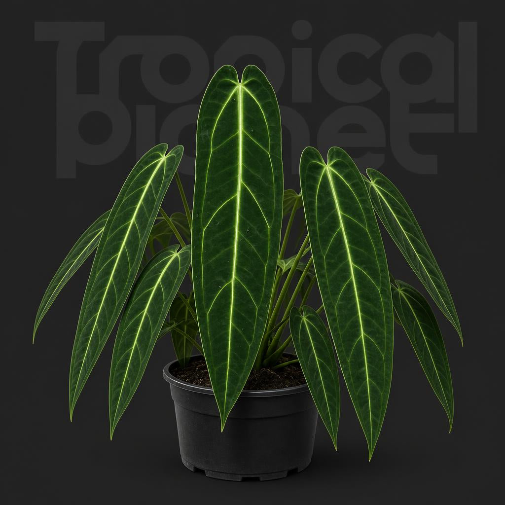 Anthurium warocqueanum