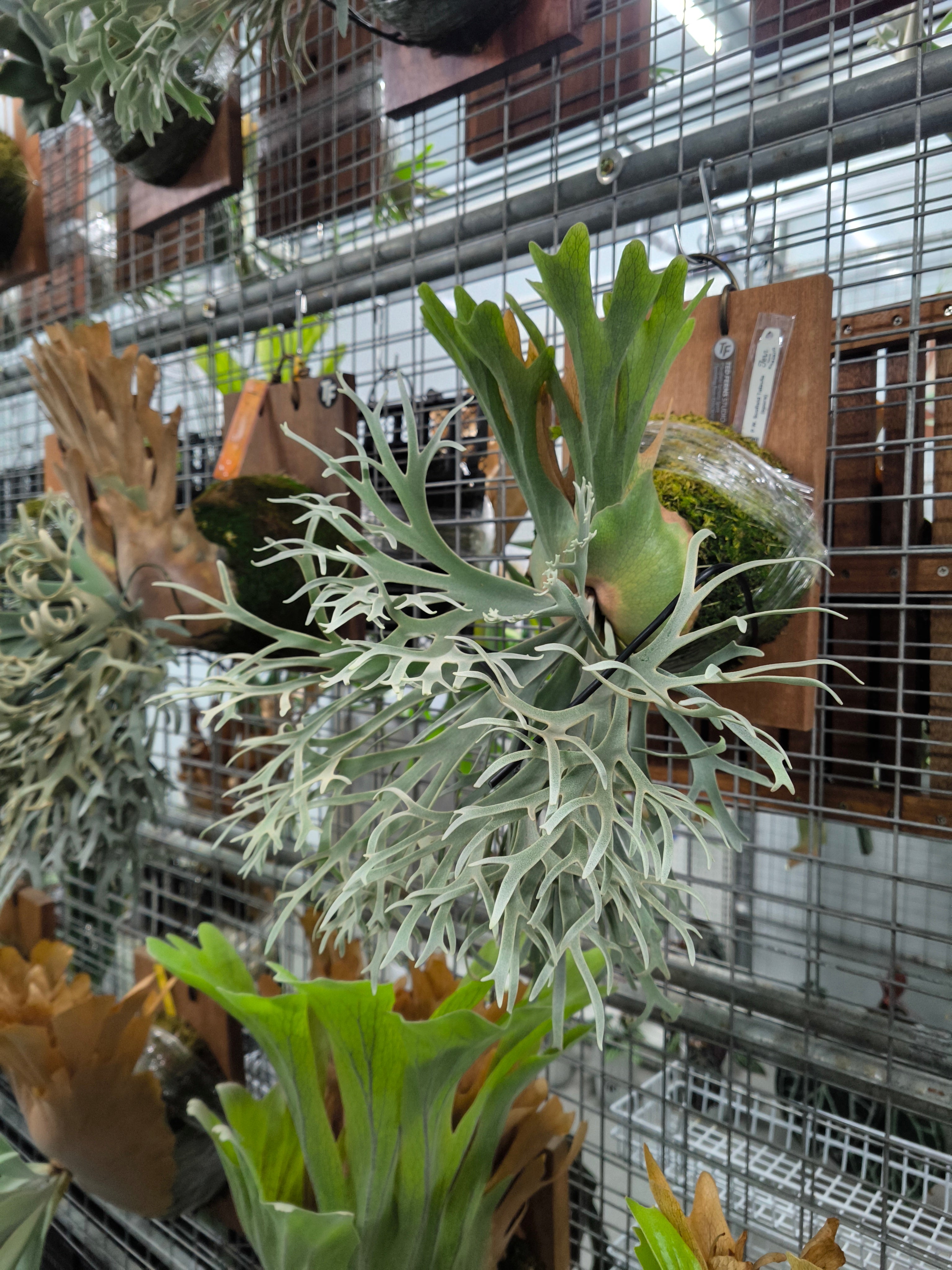 Exact plant pictured for this Platycerium retail listing