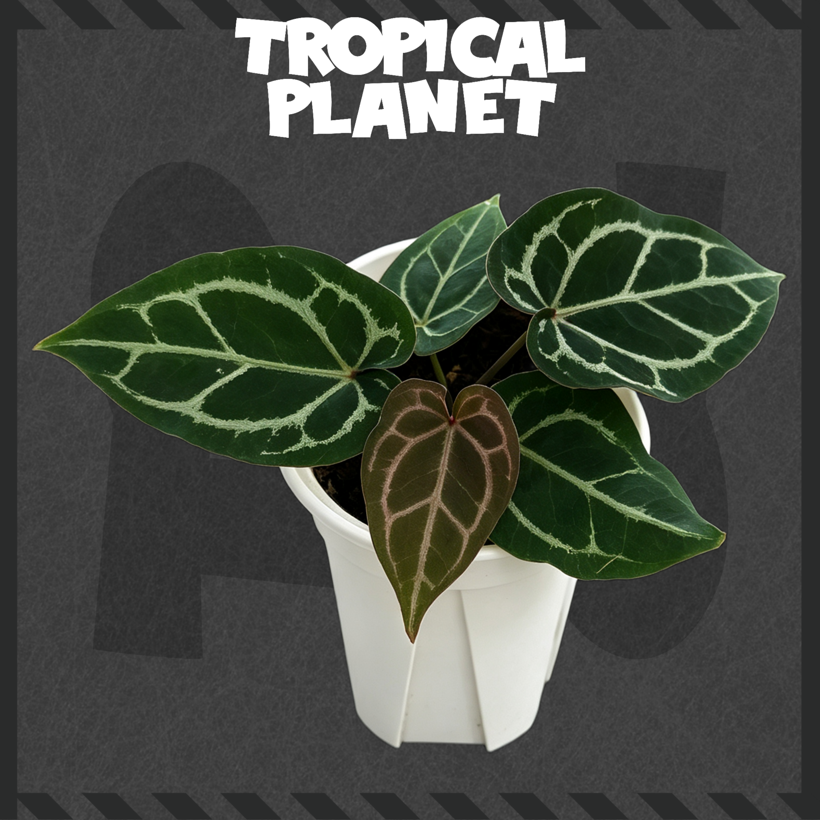 A.(Chocolate*RC No.1）  x Red Java