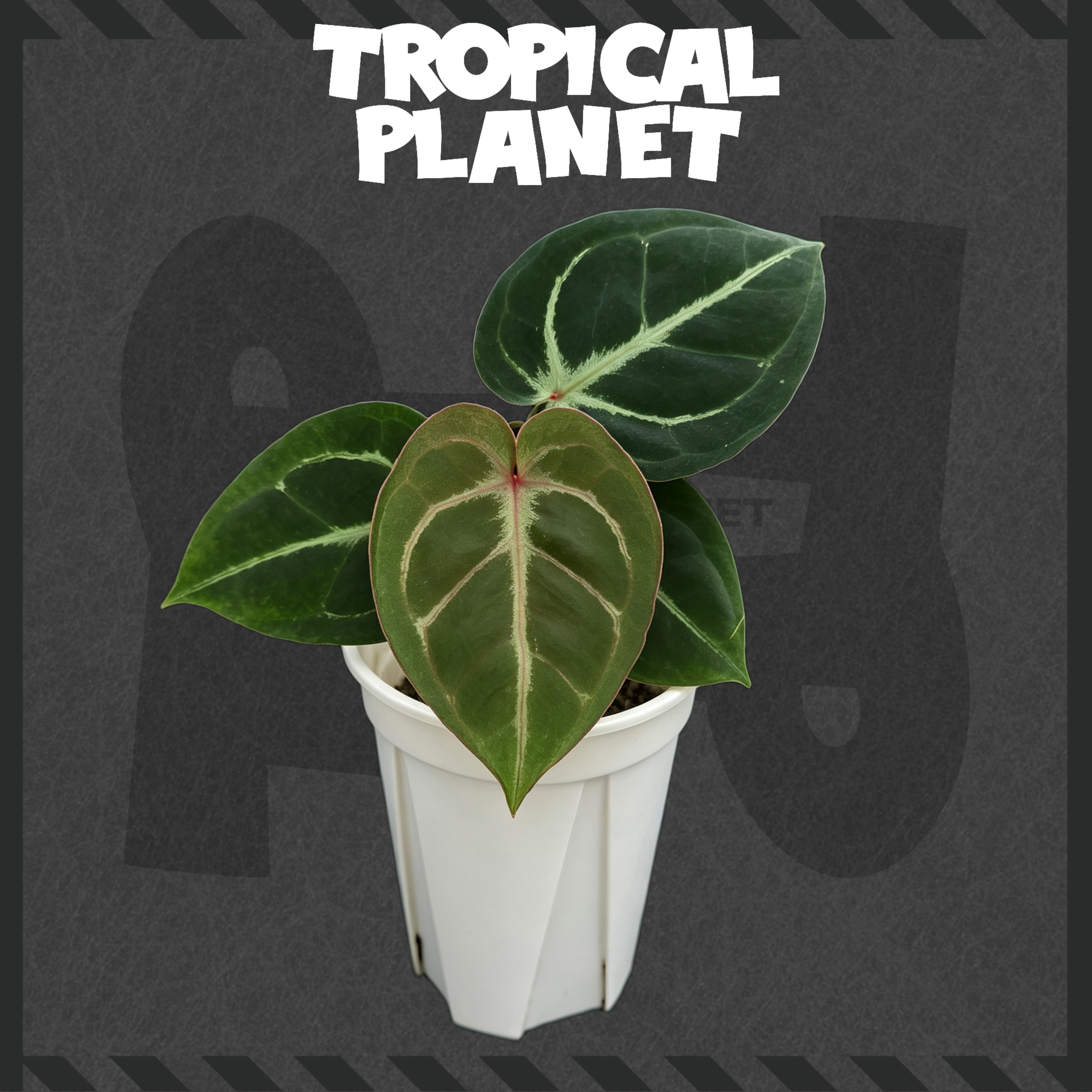 A.Red Hua Red Copper x Red·hope·DB·Red