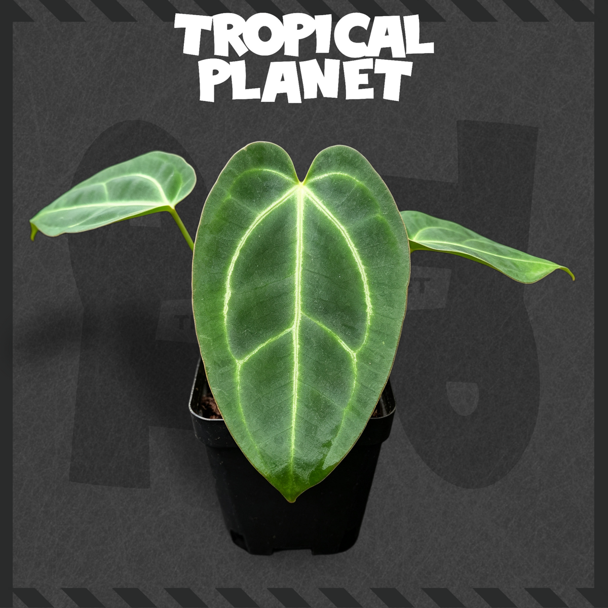 Anthurium besseae