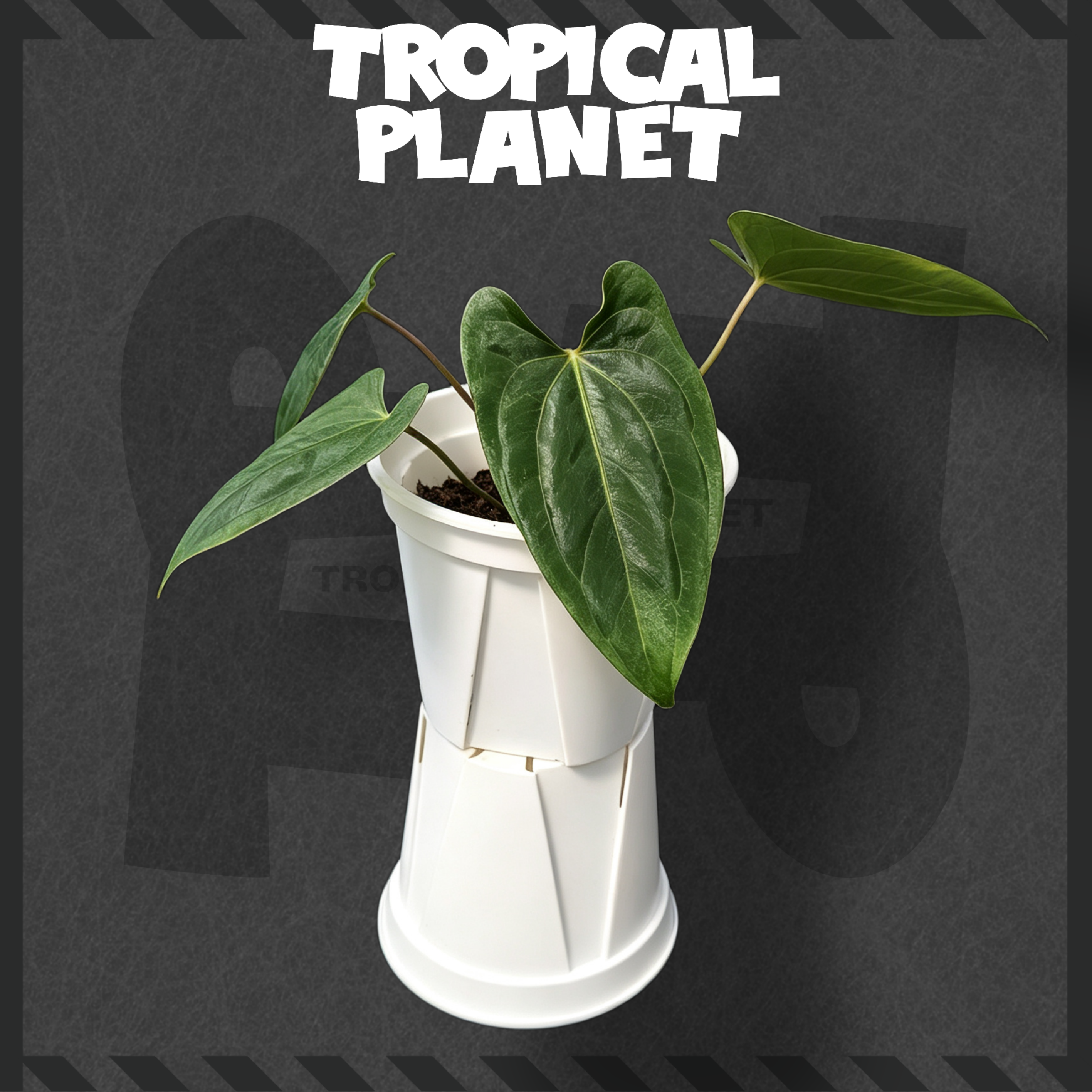 Anthurium 'Luxurians'' ×  ' Dark Phoenix'