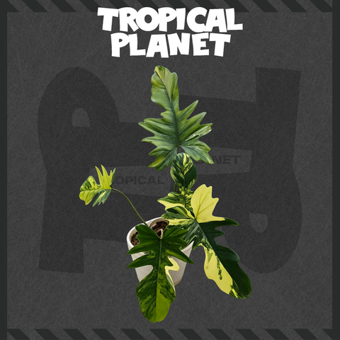 philodendron Florida Beauty X philodendron mayoi