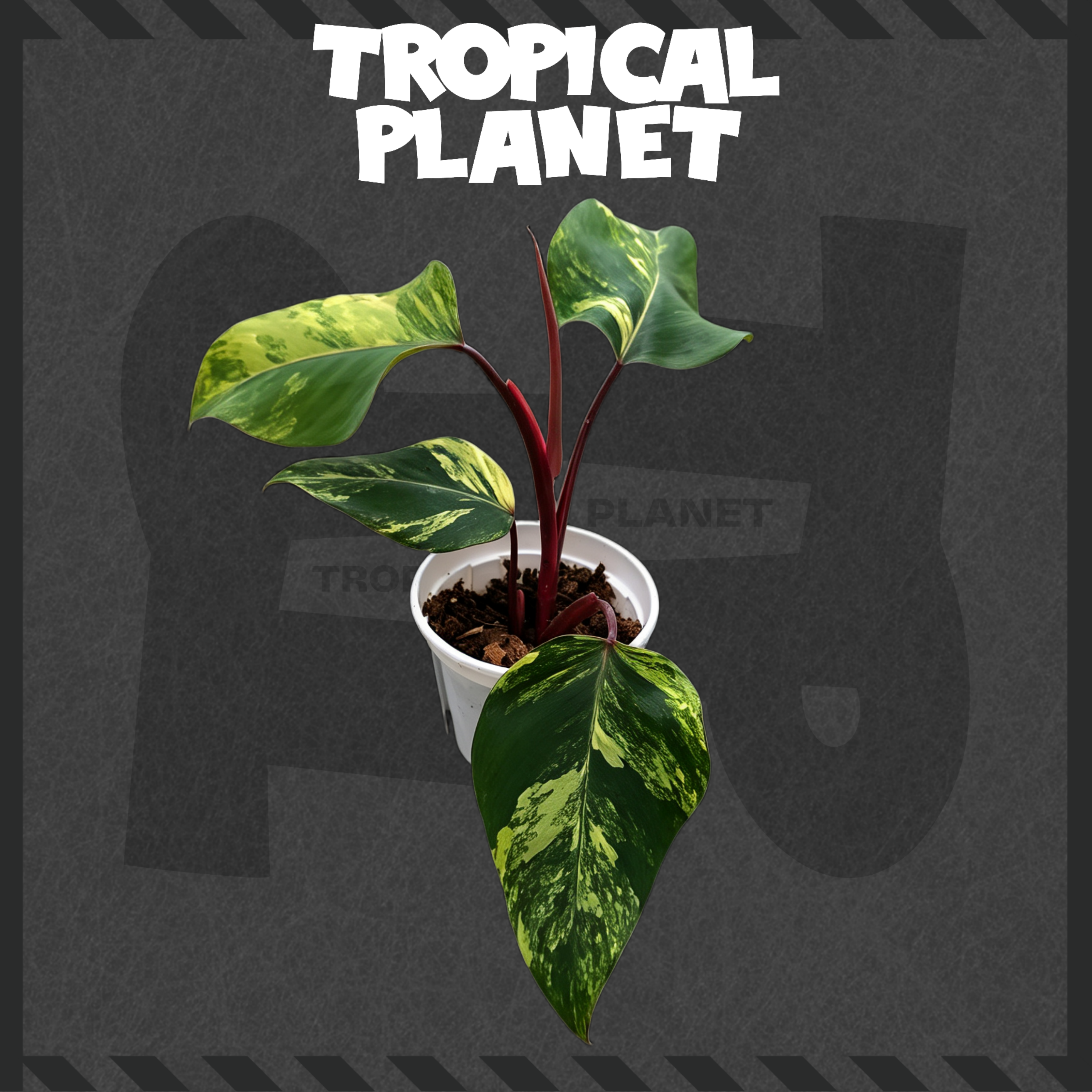 Monstera deliciosa 'Legacy'
