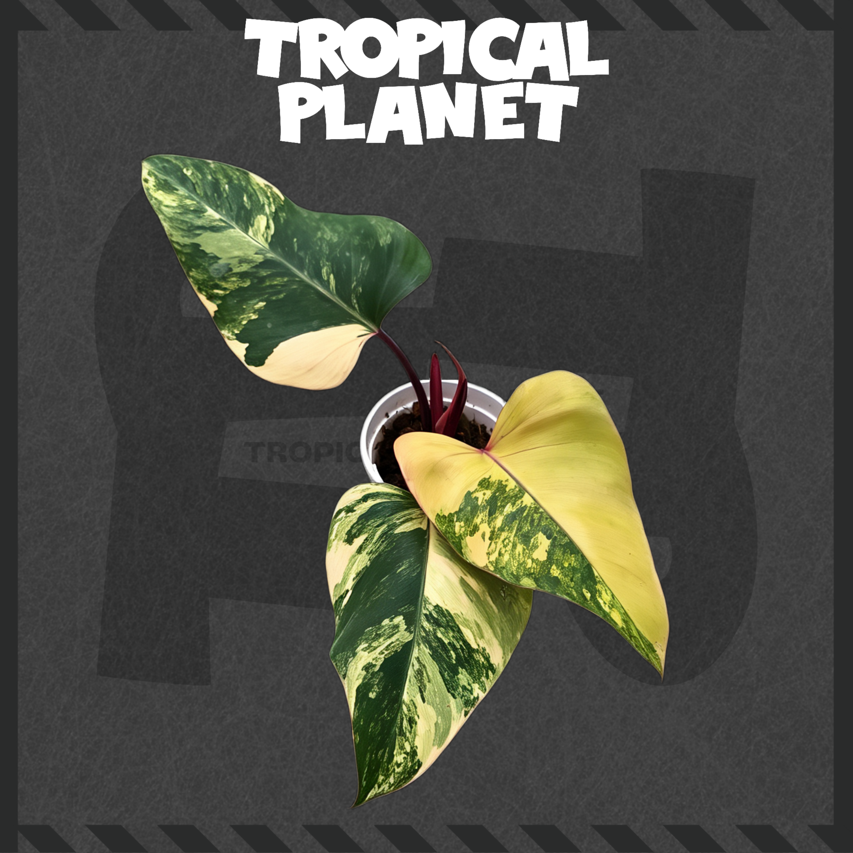 Monstera deliciosa 'Legacy'