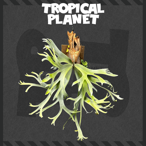 P. Wei Wei Moon Sporeling
