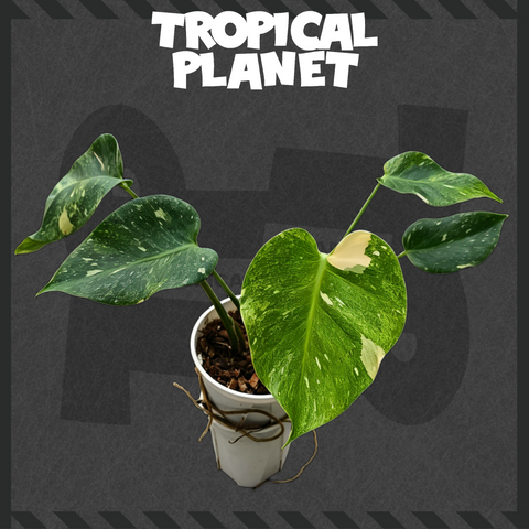 Monstera deliciosa 'Legacy'