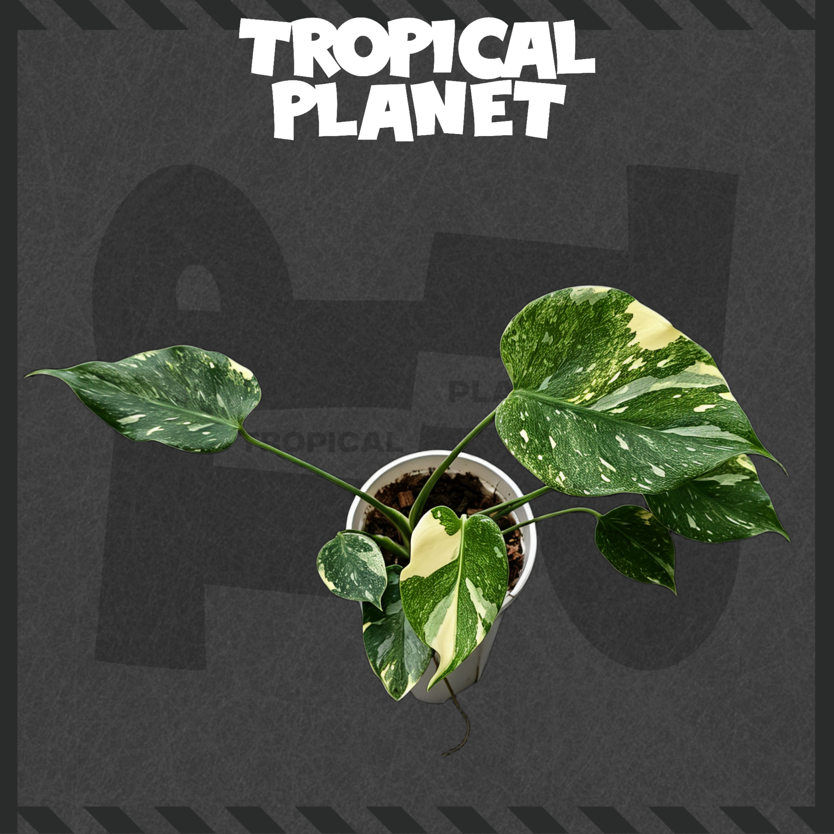 Monstera deliciosa Legacy