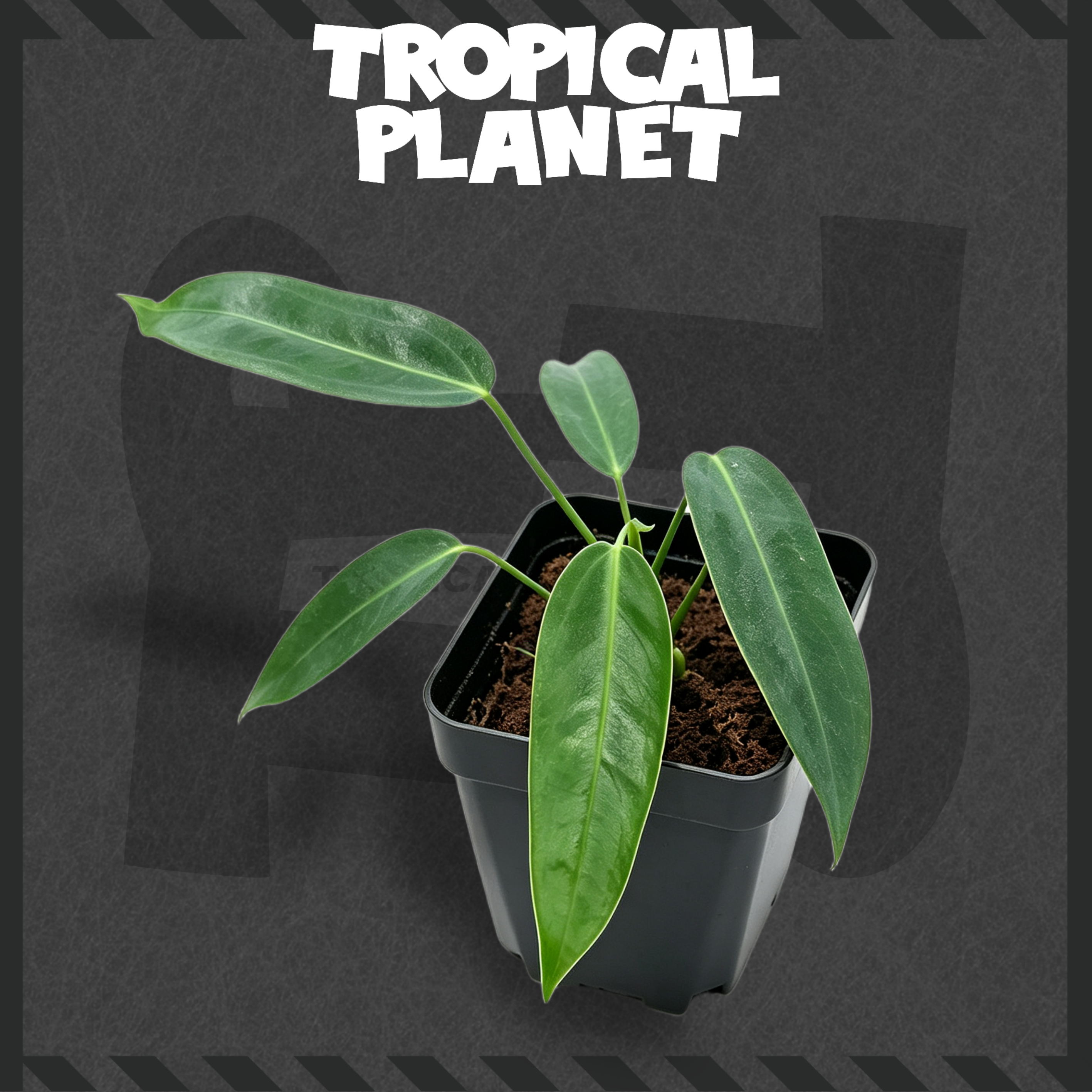 Anthurium warocqueanum 'Esmeralda' × warocqueanum