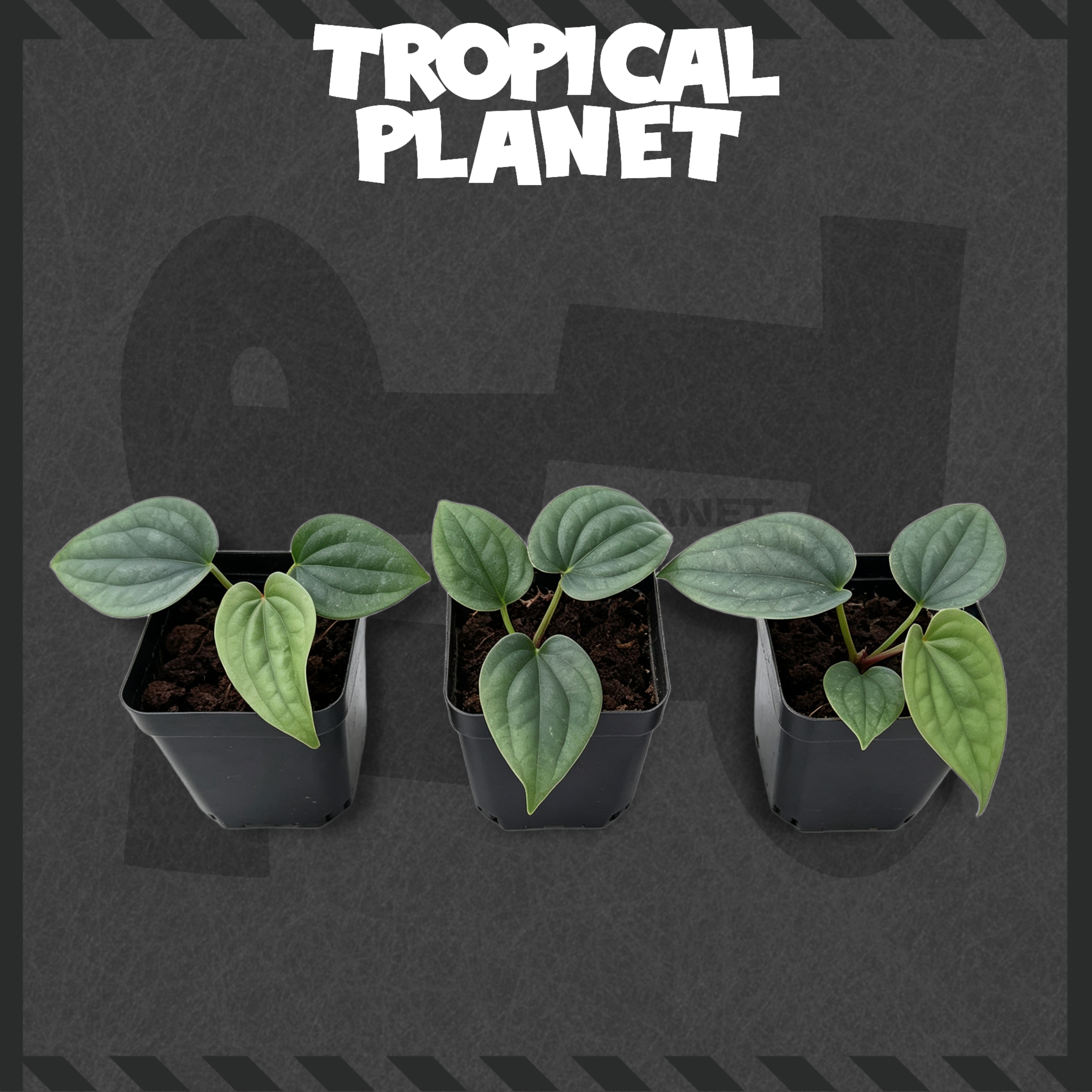 Anthurium luxurians
