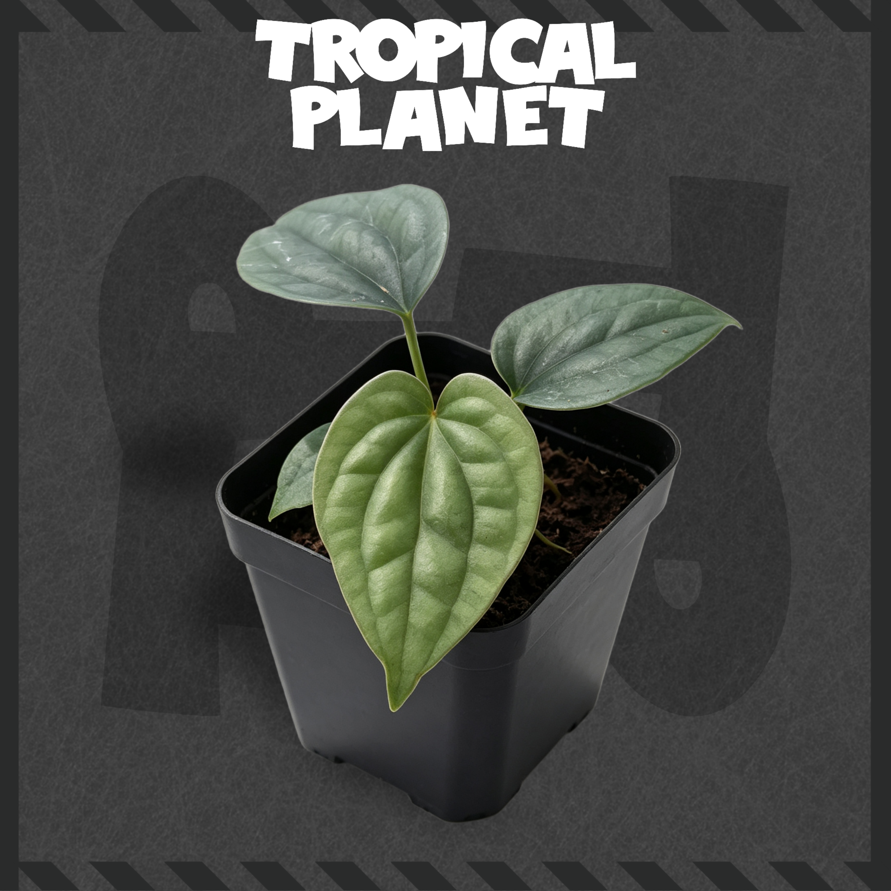 Anthurium luxurians