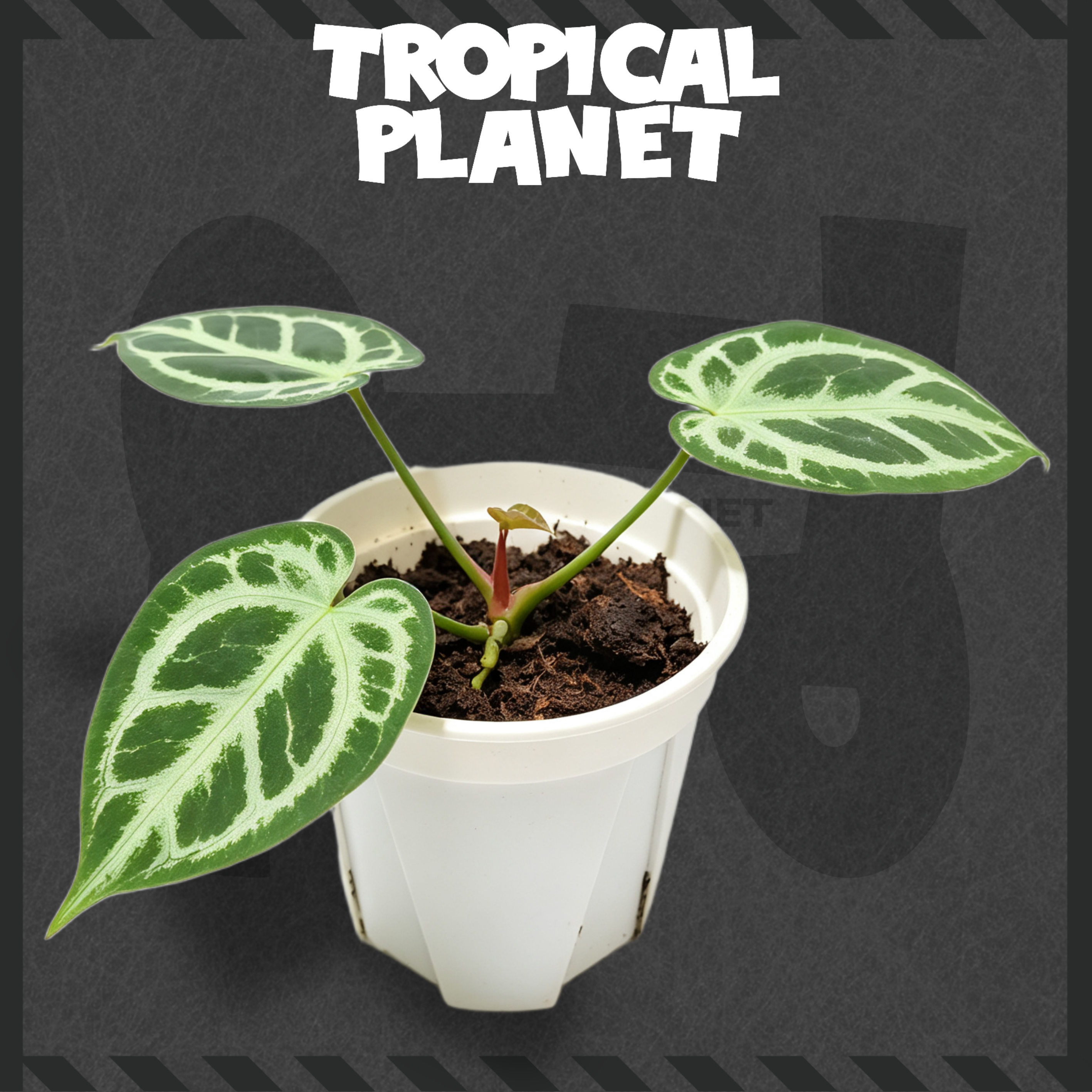 Anthurium 'Dorayaki' hybrid