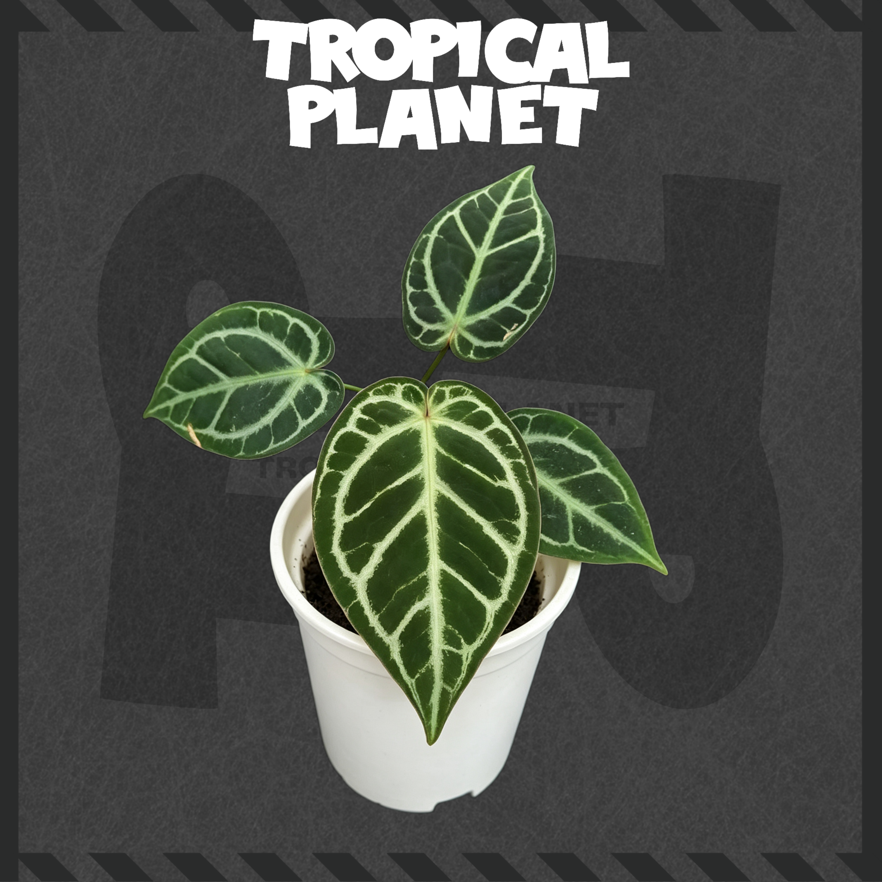 Anthurium 'Dorayaki' hybrid