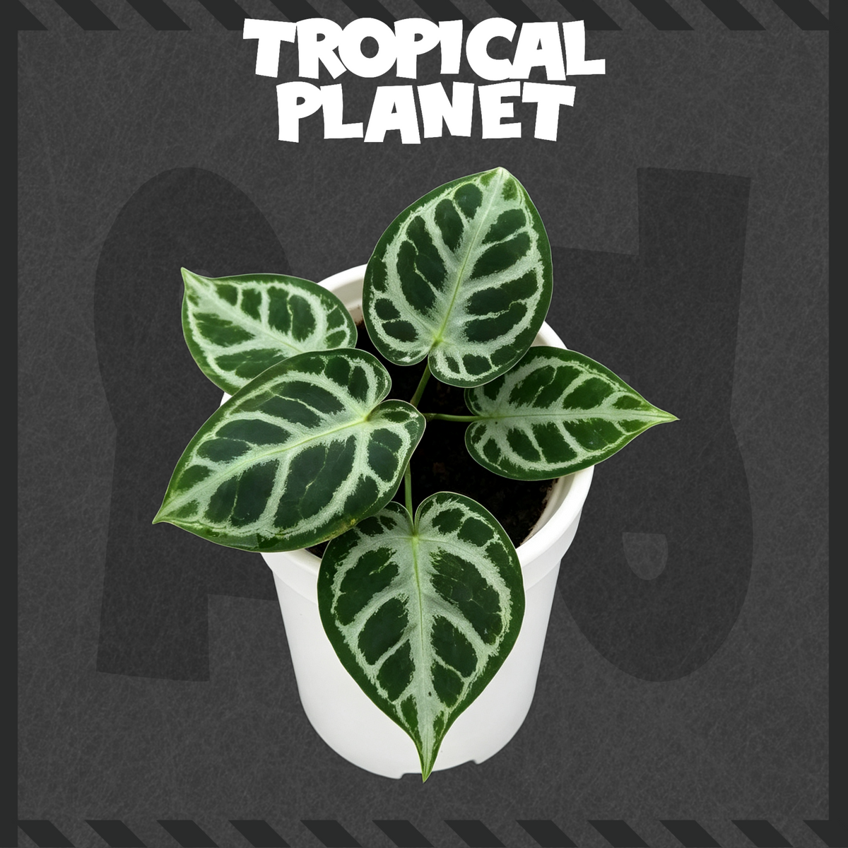 Anthurium 'Dorayaki'