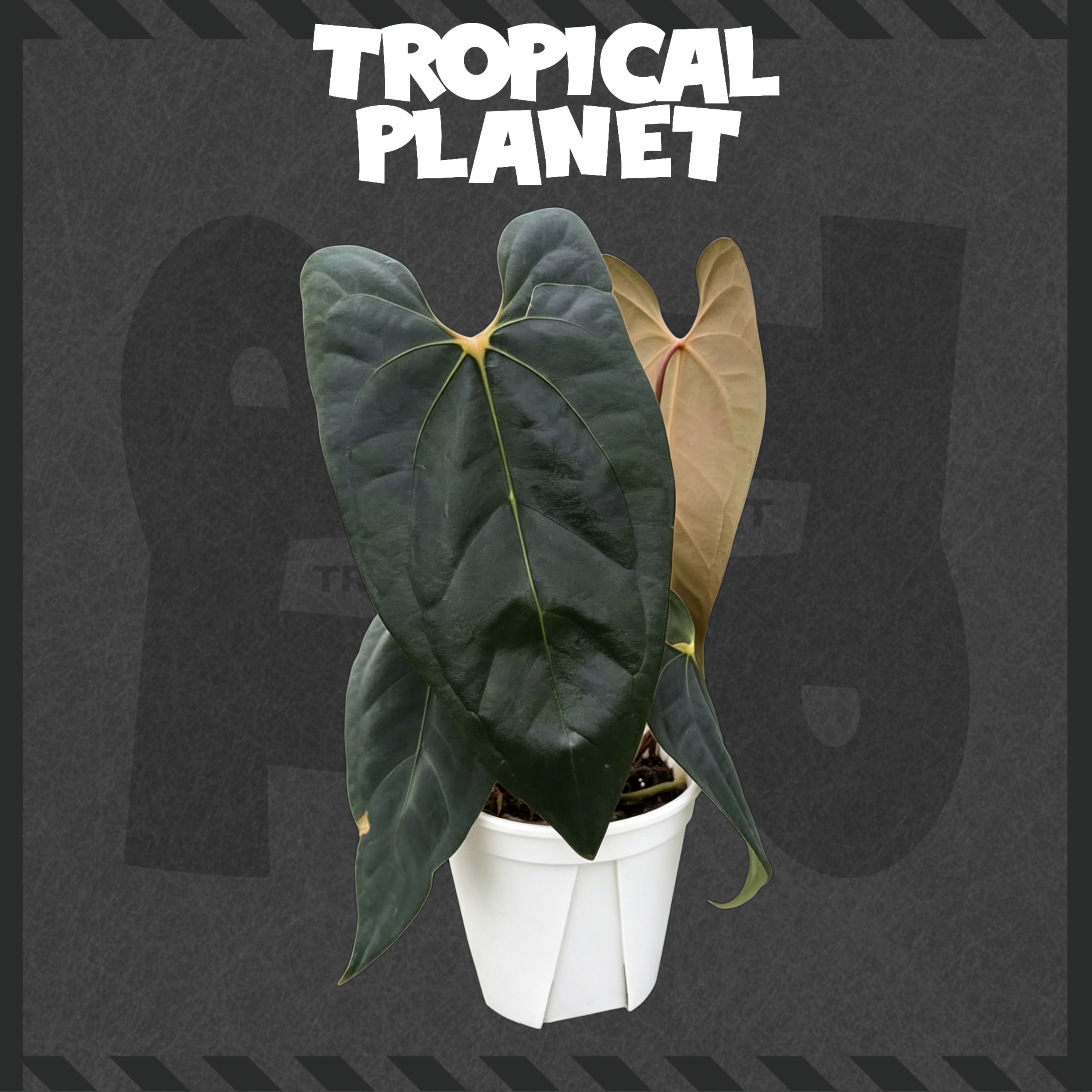 Anthurium ' Dark Phoenix' ×  'X‑One'