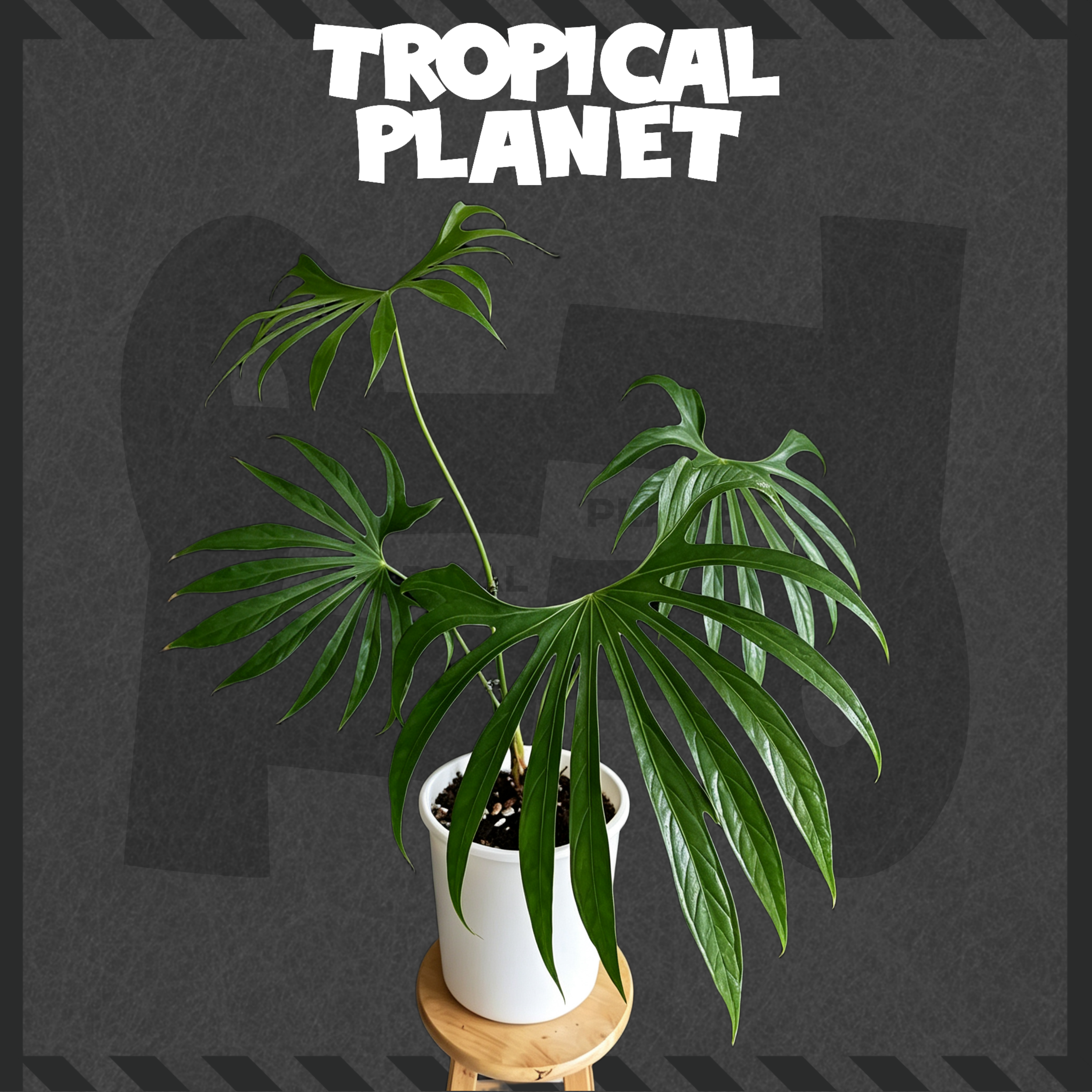 Anthurium pedatoradiatum