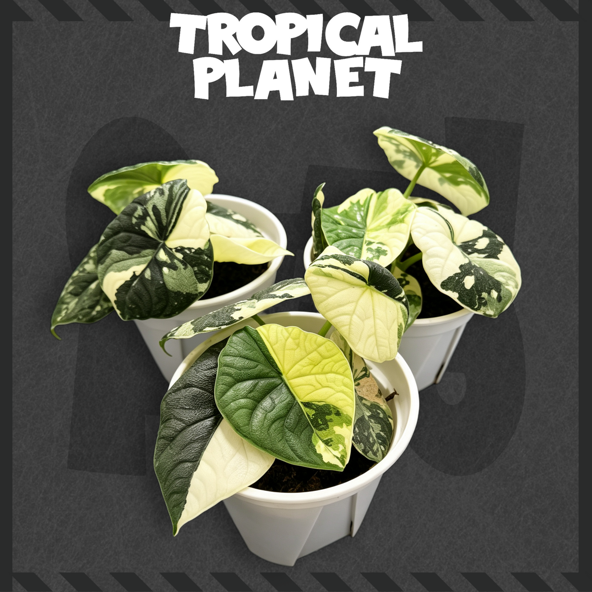 Alocasia melo 'Albo' Variegated