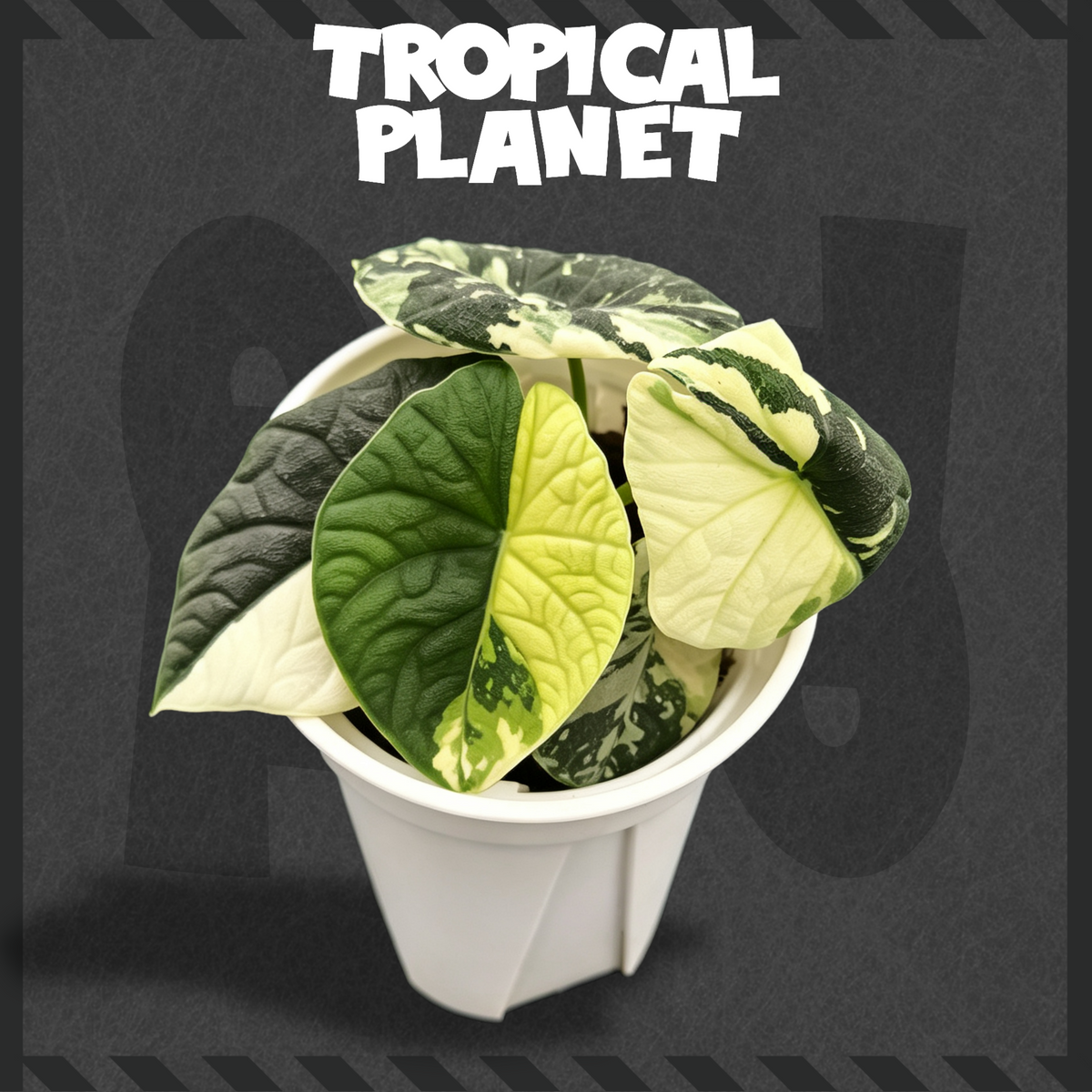 Alocasia melo 'Albo' Variegated
